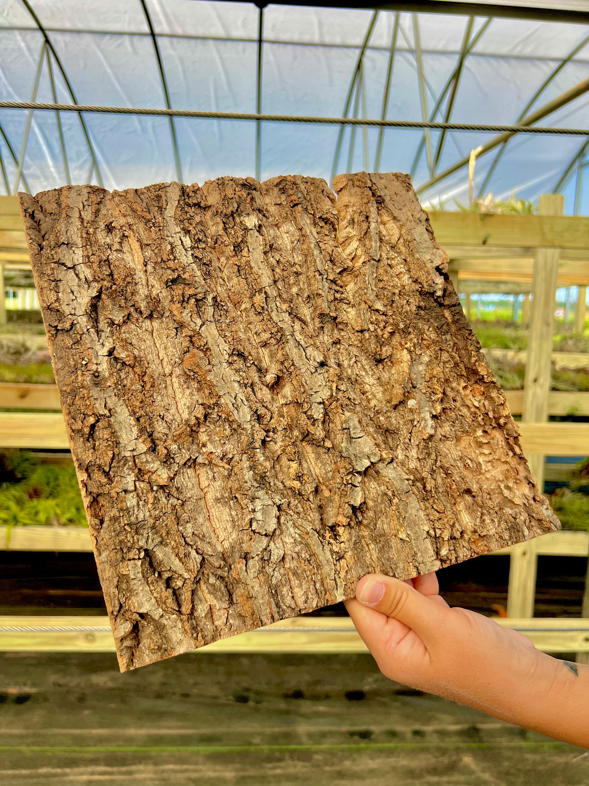 Virgin Cork Bark Flats (Large) <br> Perfect For Mounting Or Terrarium Backdrops