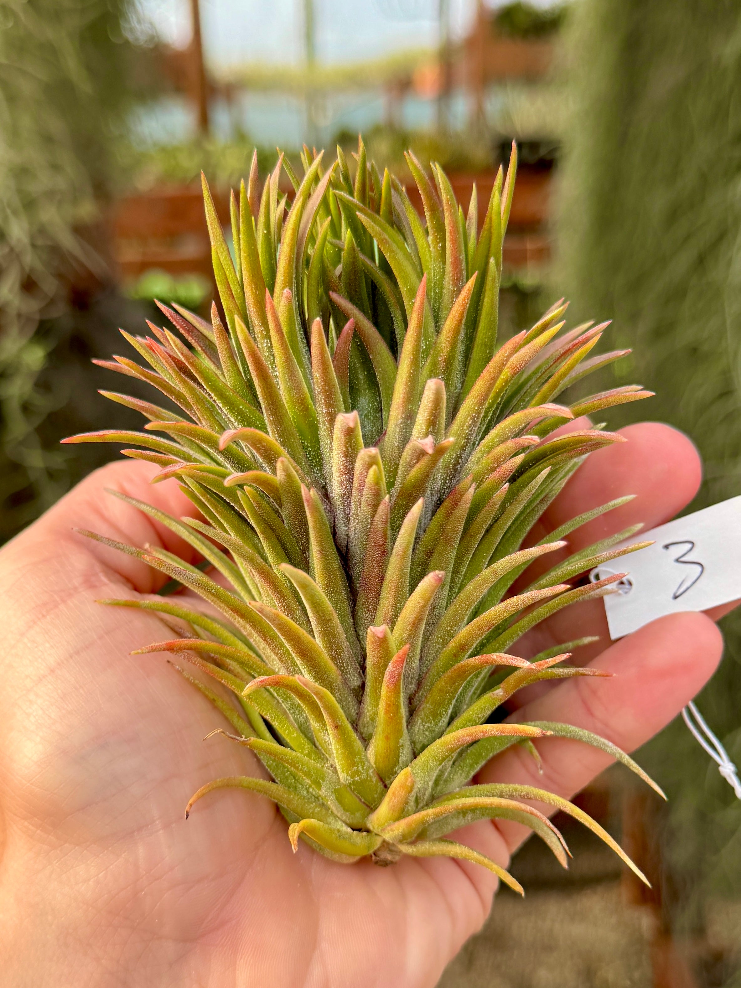 Rare / Premium Ionantha Selections (Exact Plant Pictured)