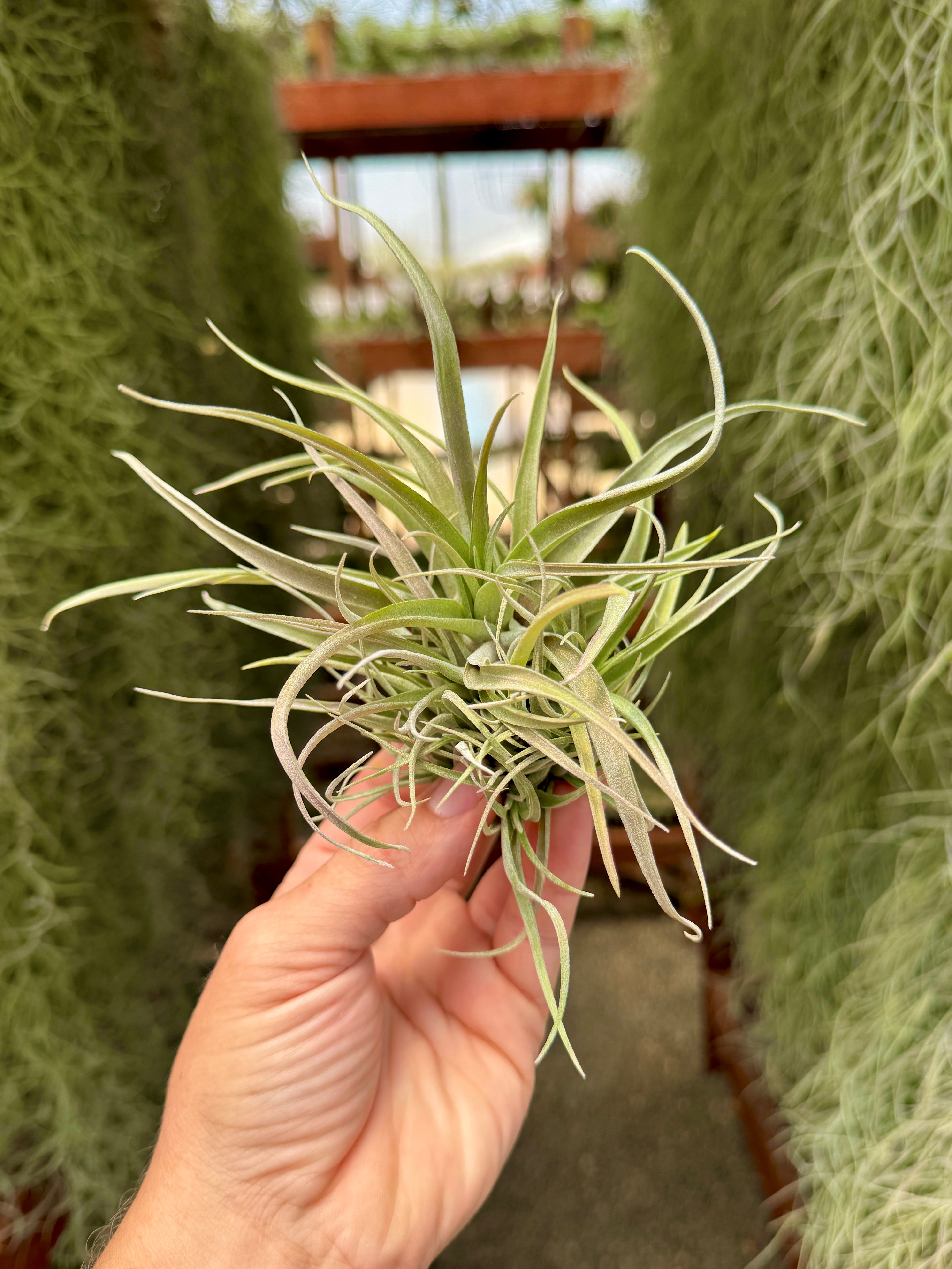 ピカ子ブラシ O!CIRCLE ハワイ ベティ (ゼログラフィカ x ブラキカウロス) 塊 – Air Plant Hub