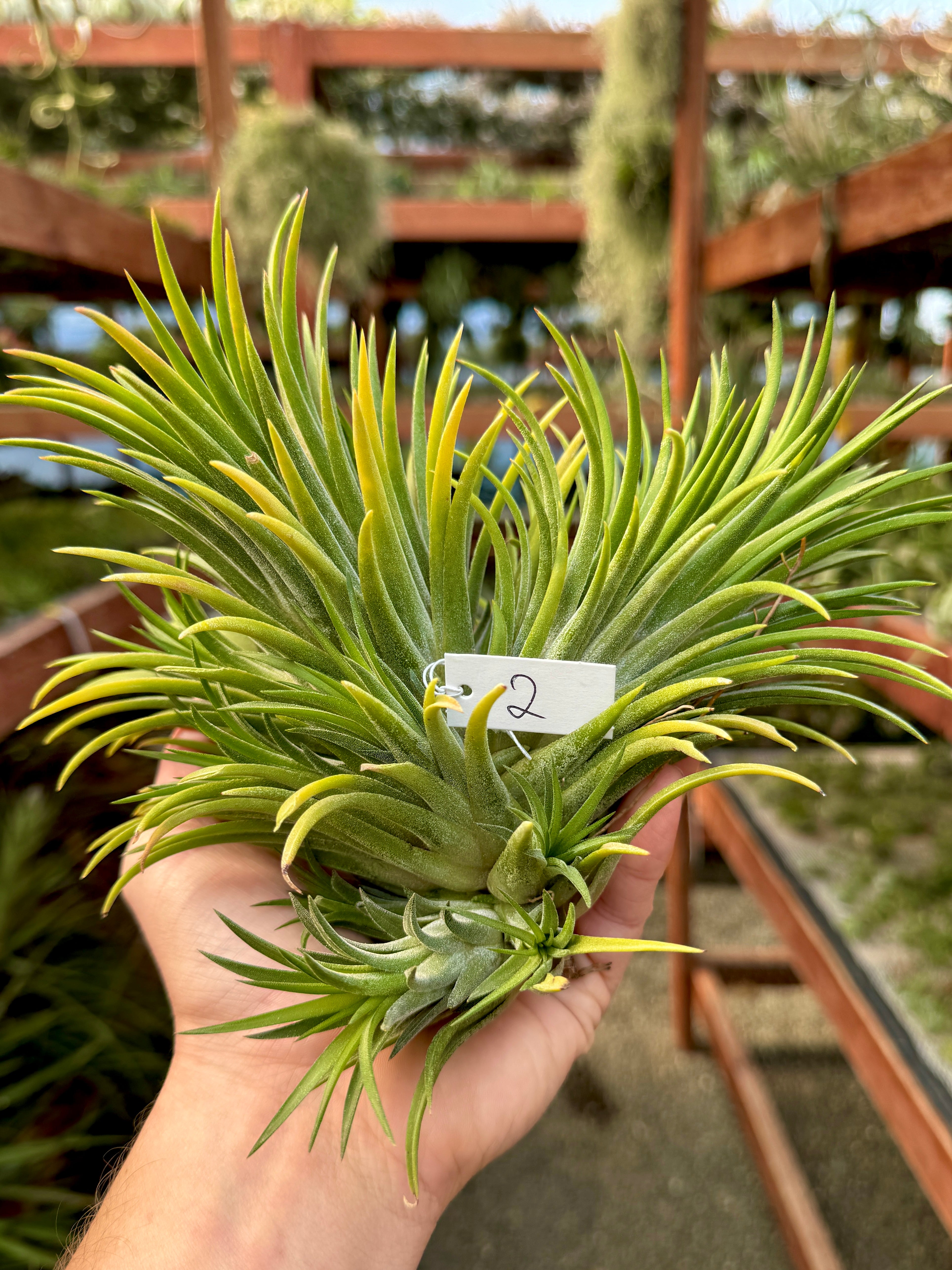 Rare / Premium Ionantha Selections (Exact Plant Pictured)