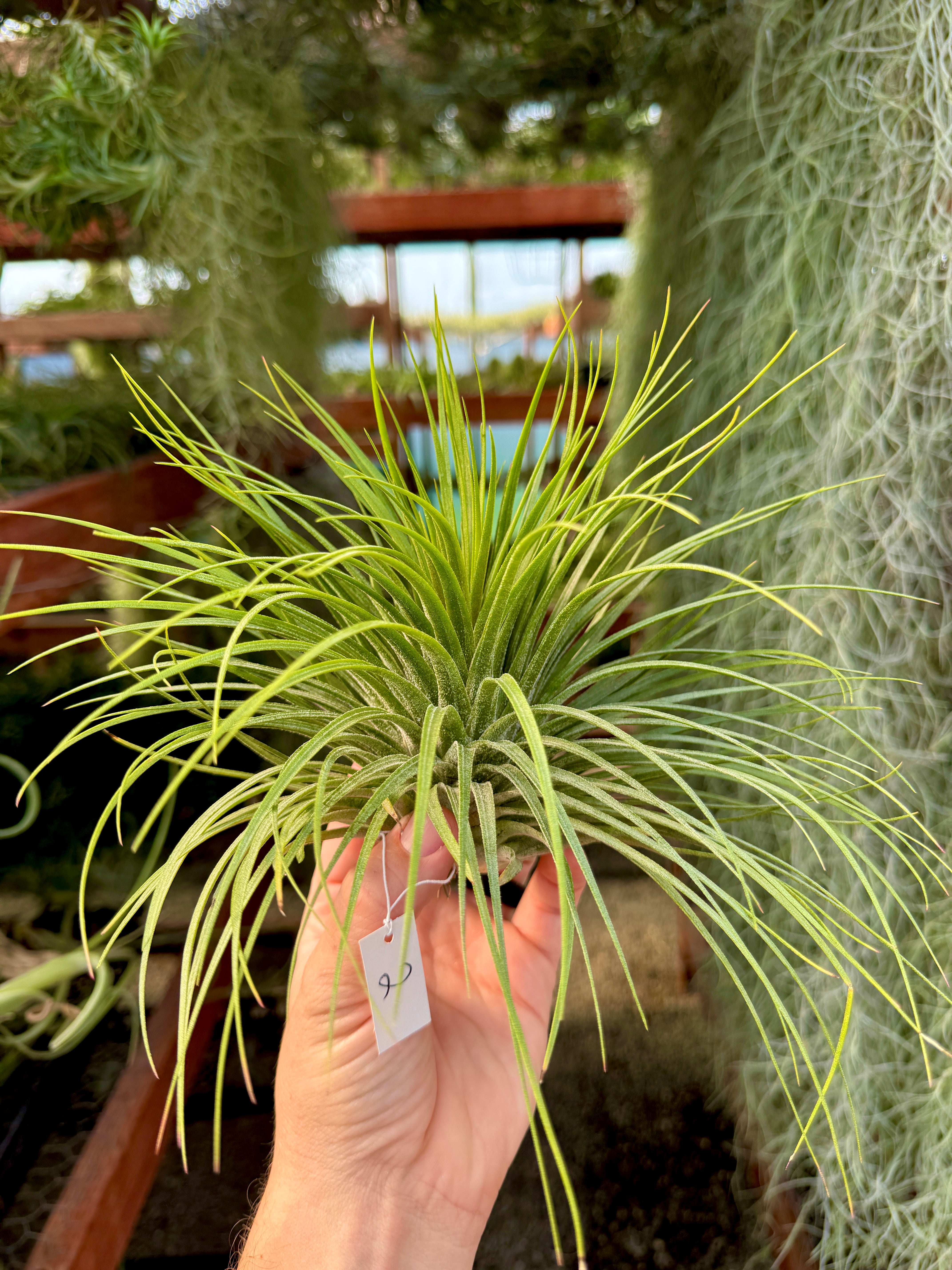 Rare / Premium Ionantha Selections (Exact Plant Pictured)