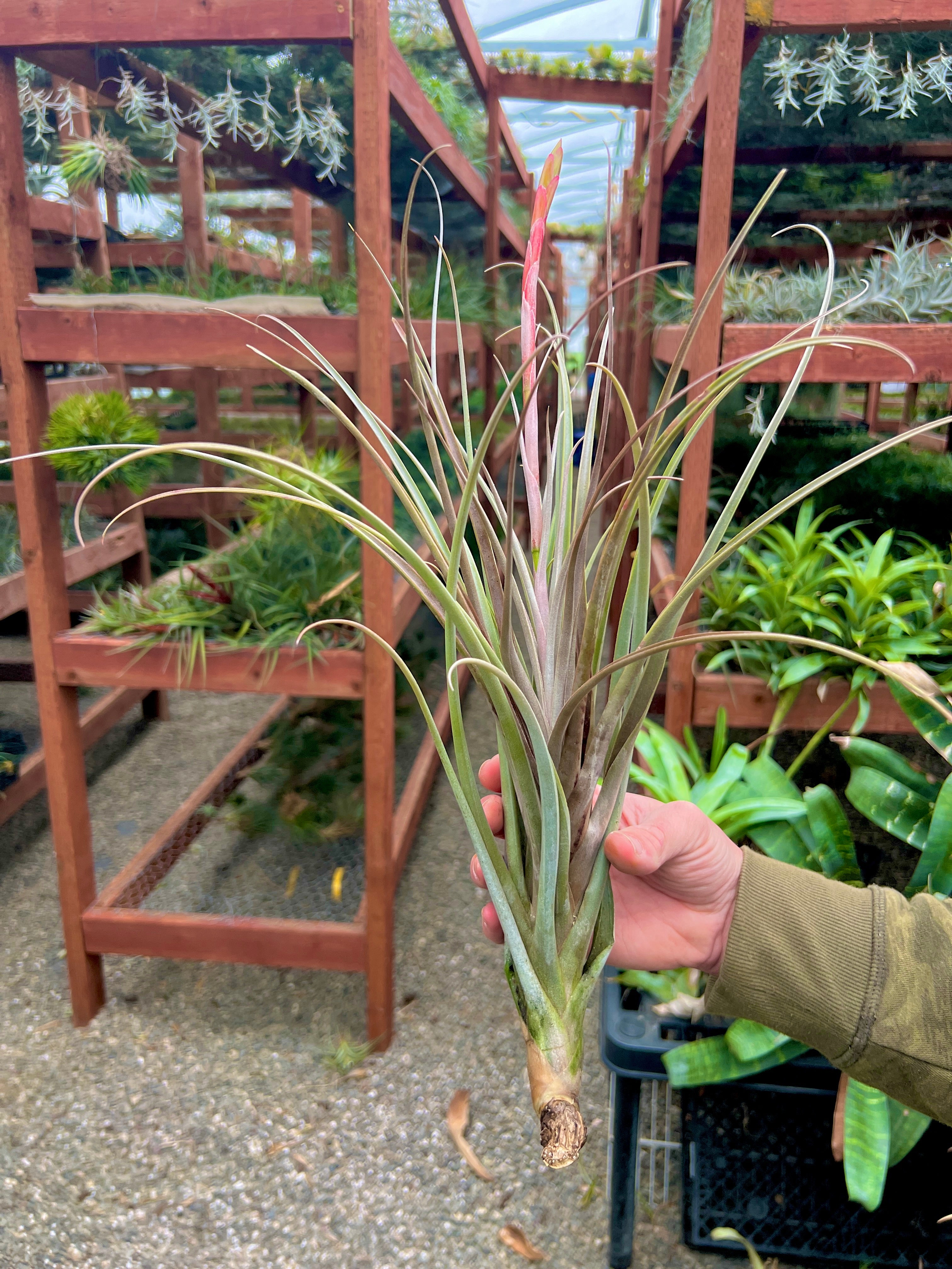 コレクターズスペシャル(2018/11/23更新) – Air Plant Hub