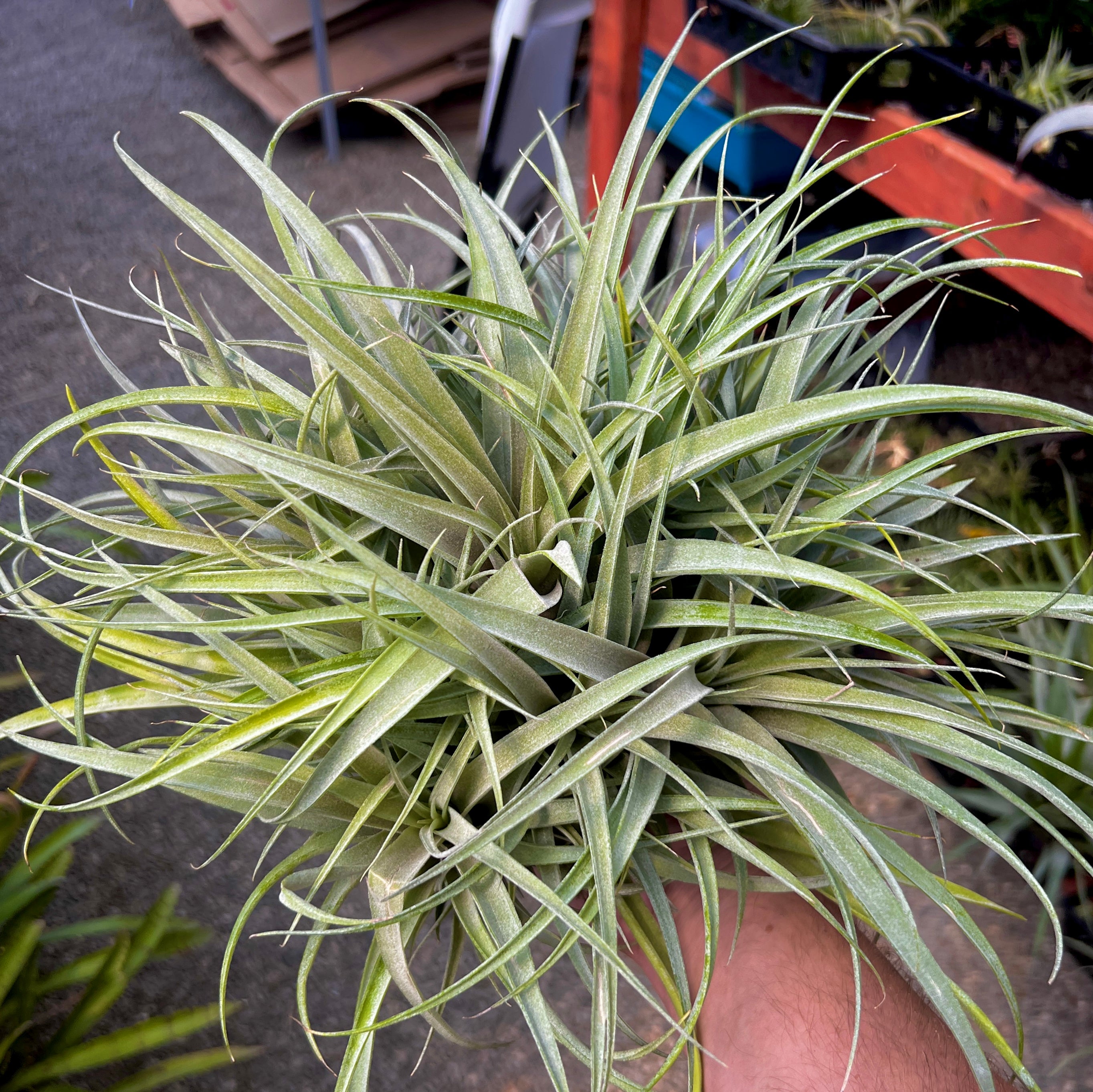 Tillandsia betty (Brachycaulos x xerographica) clump air plant with pups in hand