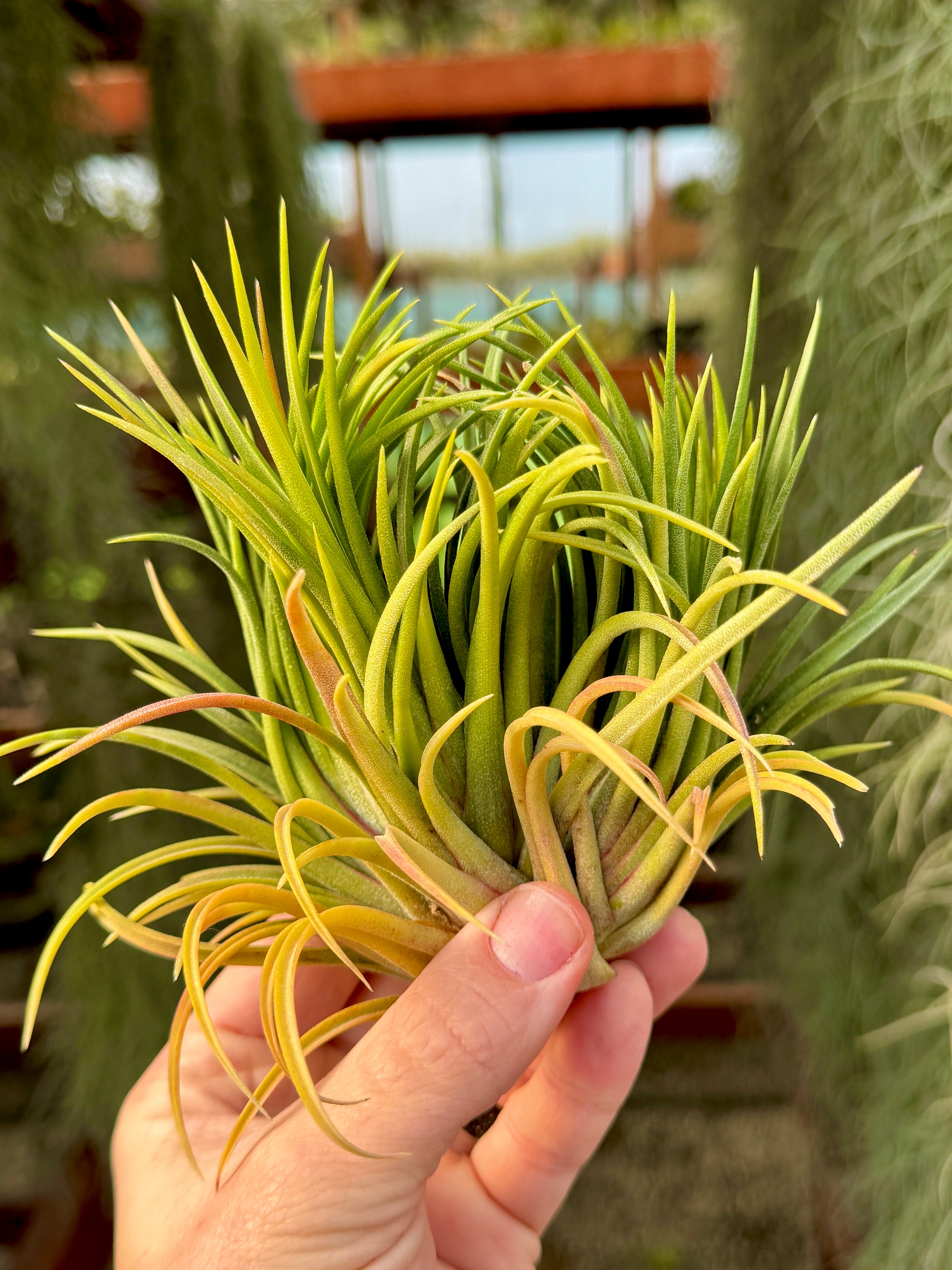 Tillandsia Ionantha Special Selection 速達 Tillandsia Ionantha Special Selection 速達 【公式通販】