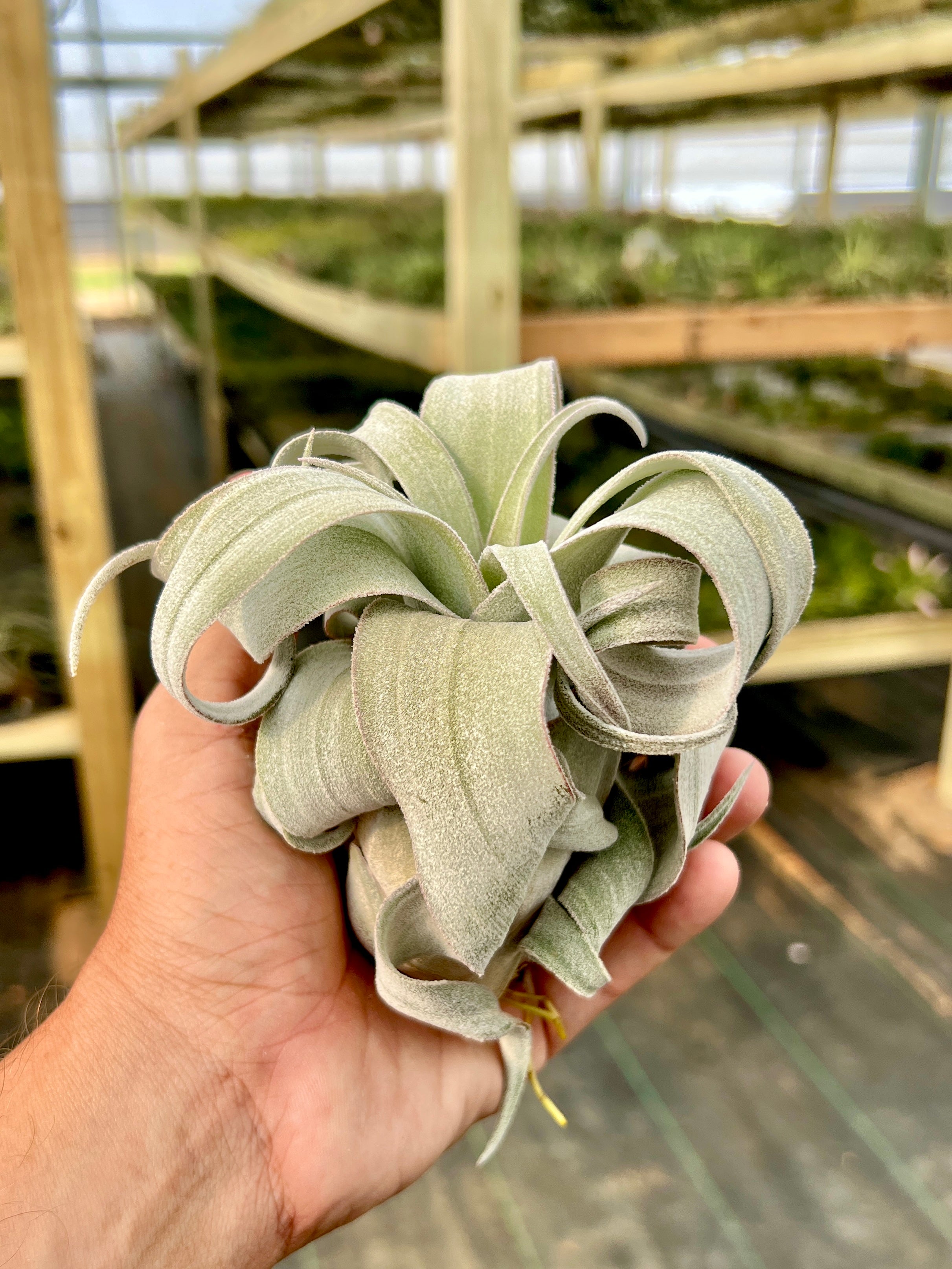 コレクターズスペシャル(2018/11/23更新) – Air Plant Hub