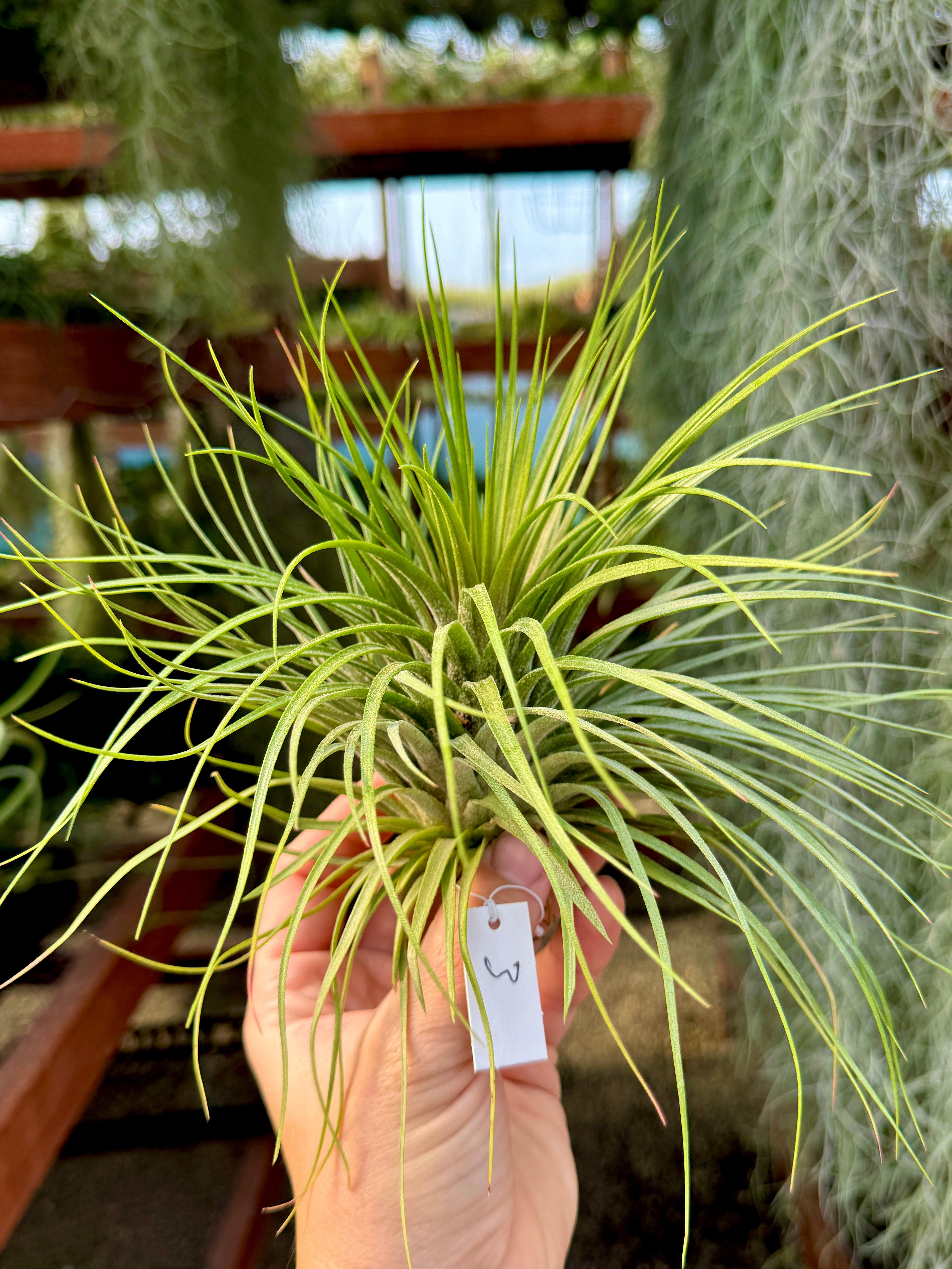 Rare / Premium Ionantha Selections (Exact Plant Pictured)