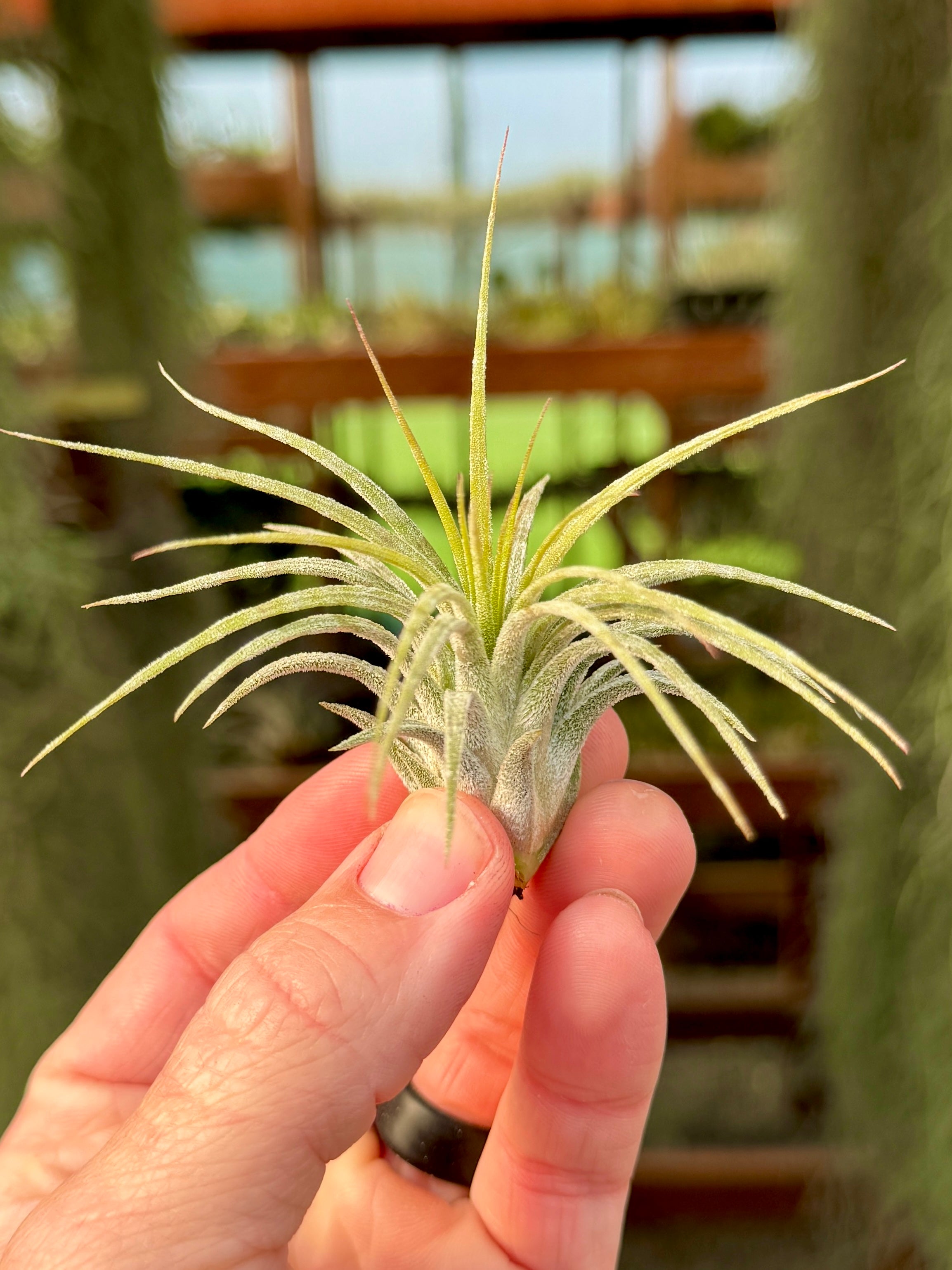 Ionantha Zebrina <br> (Light Banding)