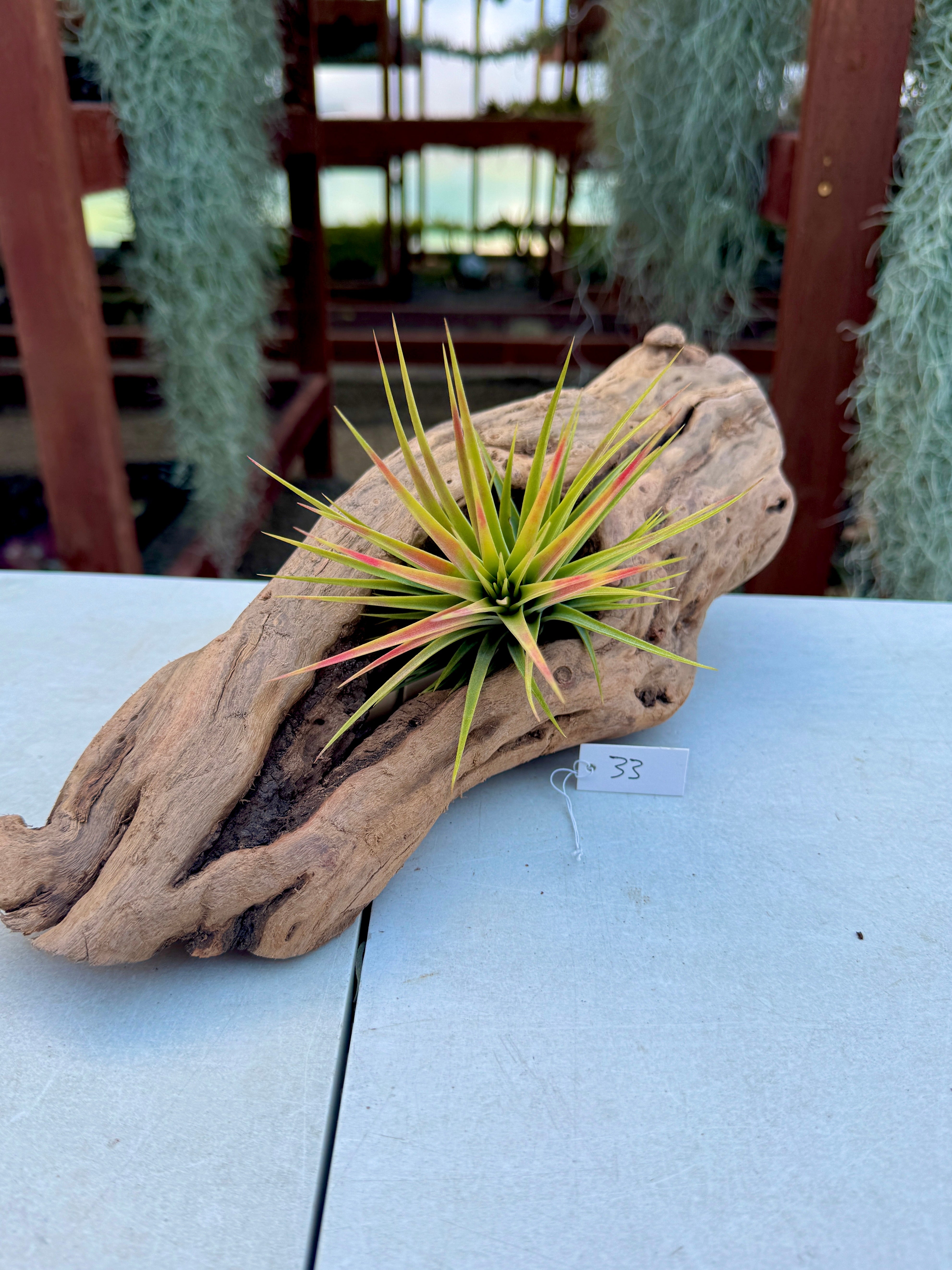Grapewood Log + Premium Air Plant Display <br> (NEW Options Added 3/22/25)