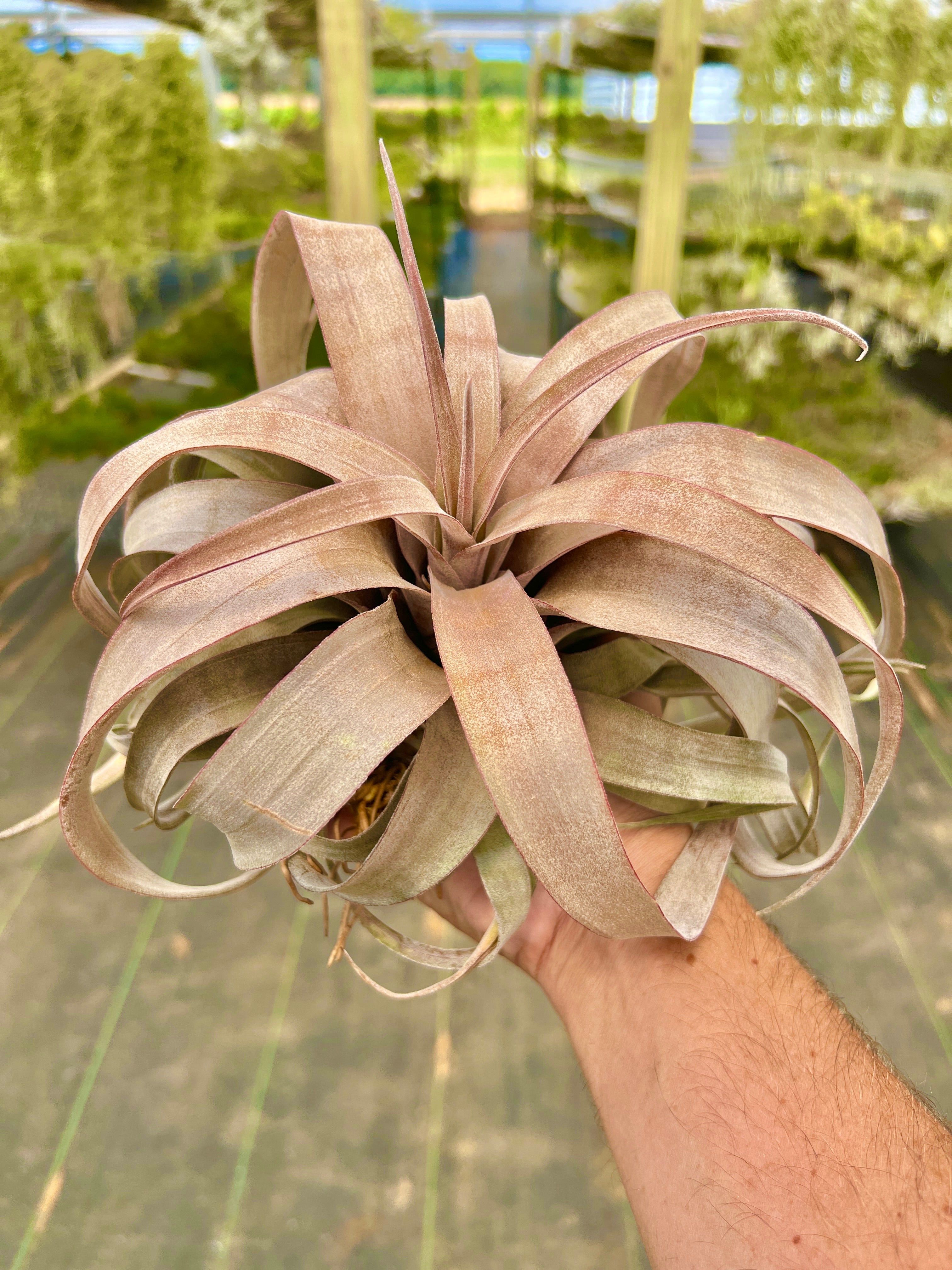 Collector's Specials (Updated 11/23/18) – Air Plant Hub