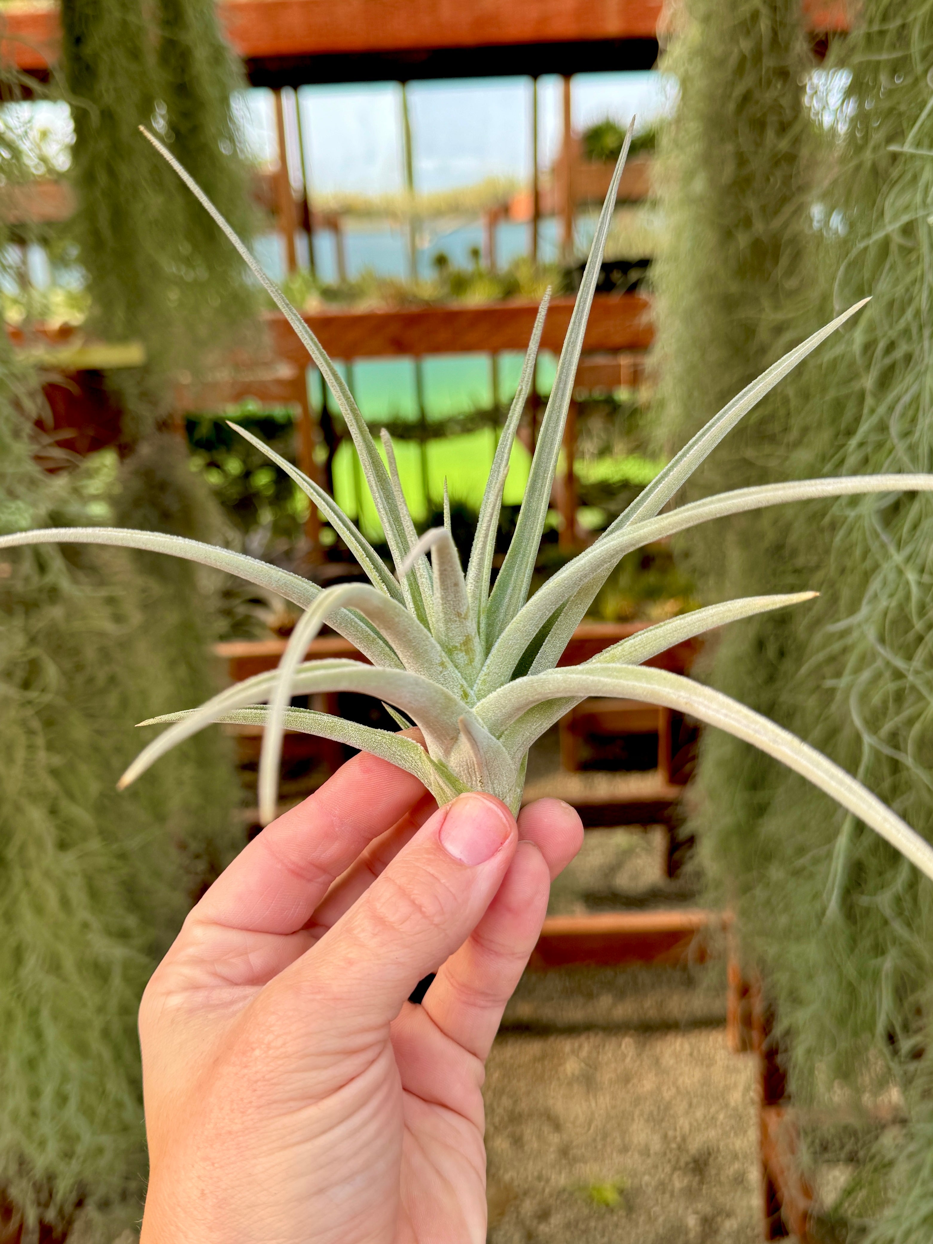 ディディスティカ・ジャイアント – Air Plant Hub