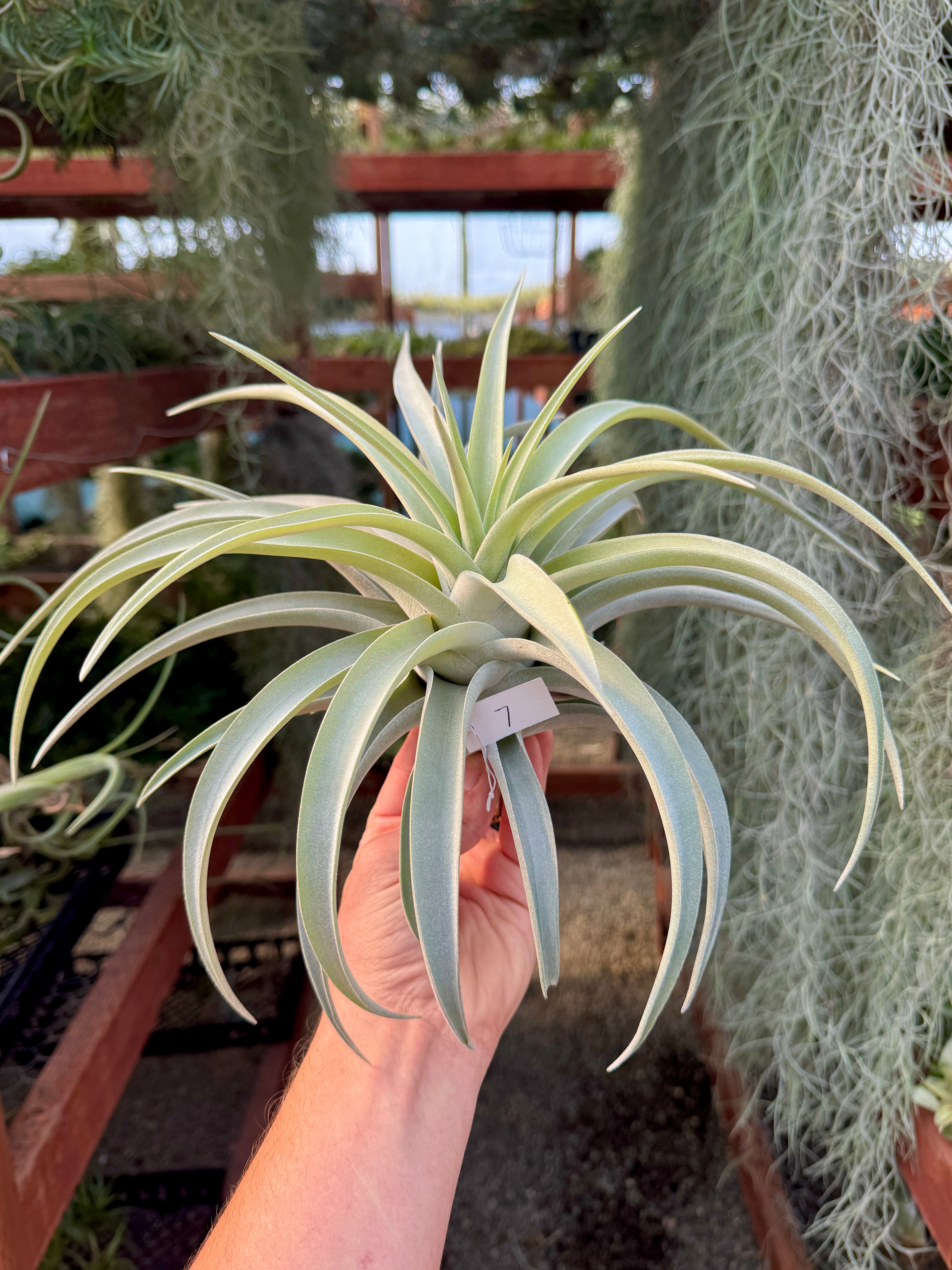 Premium Harrisii x Xerographica Thick Leaf