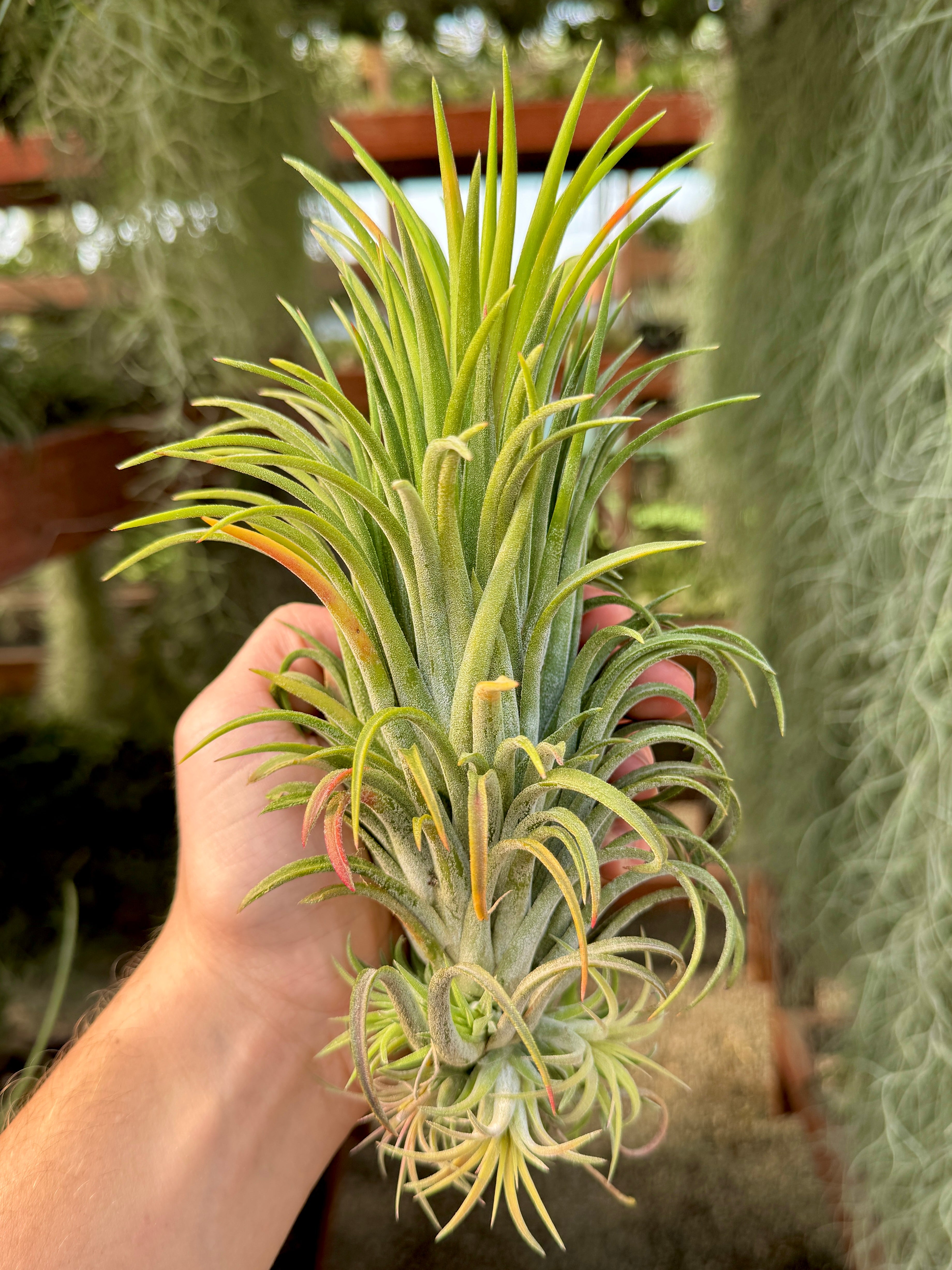 Rare / Premium Ionantha Selections (Exact Plant Pictured)