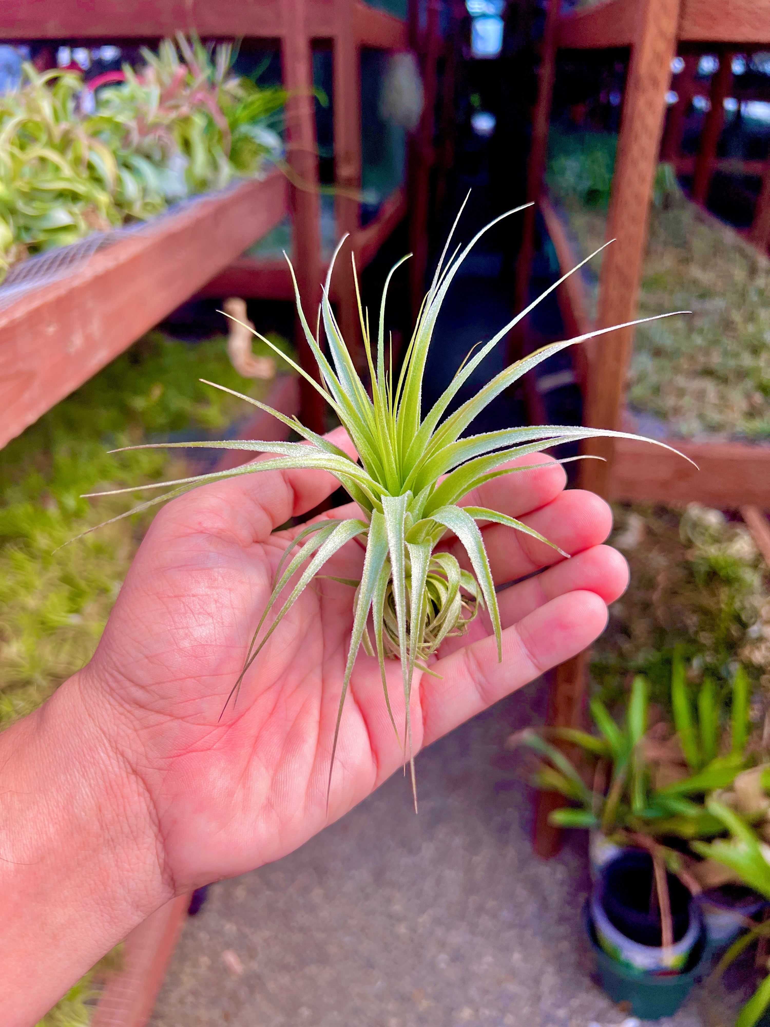 hawaiian air plant care Gardneri 'Hawaii' – Air Plant Hub