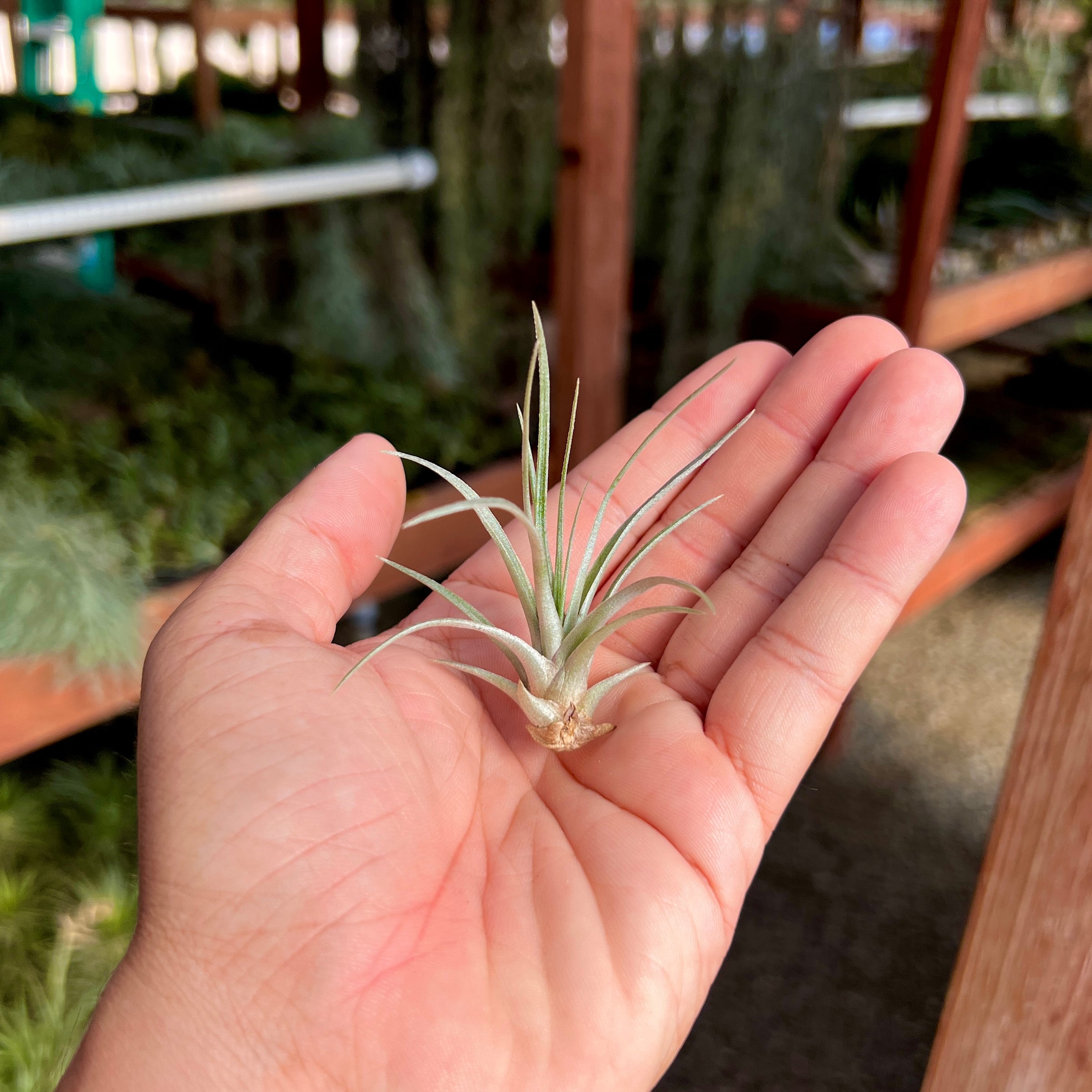 Mima v Chilitensis – Air Plant Hub