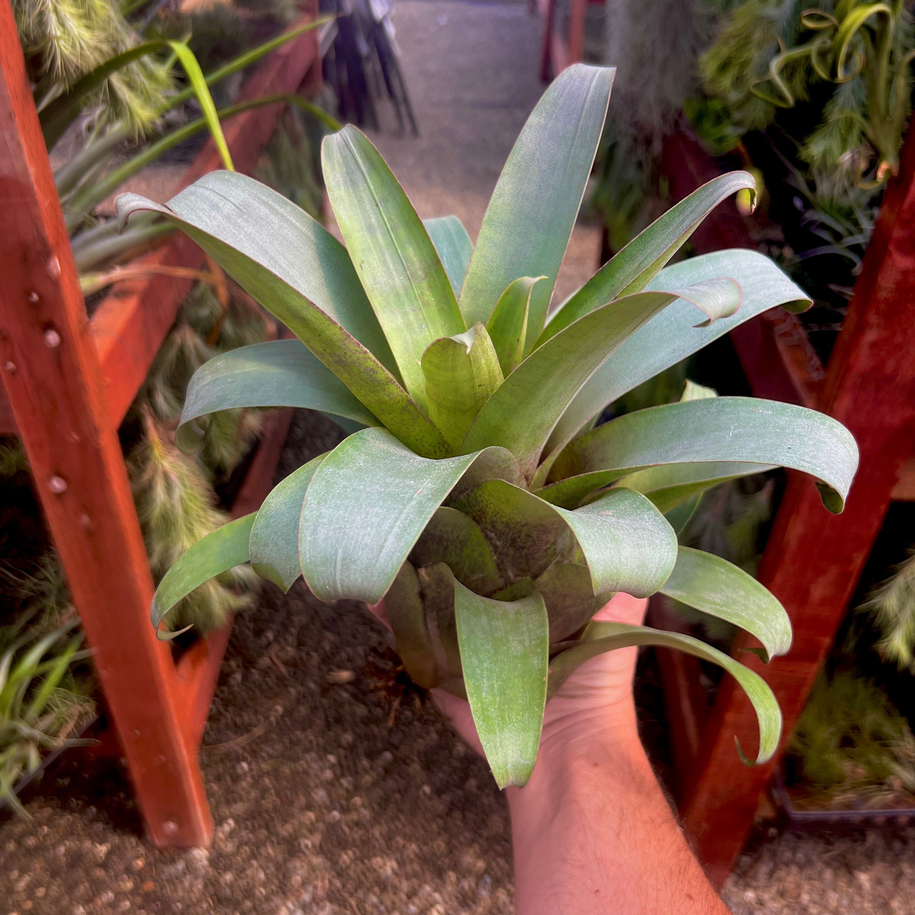 Vriesea Botafogensis air plant epiphyte tank terrarium species for sale