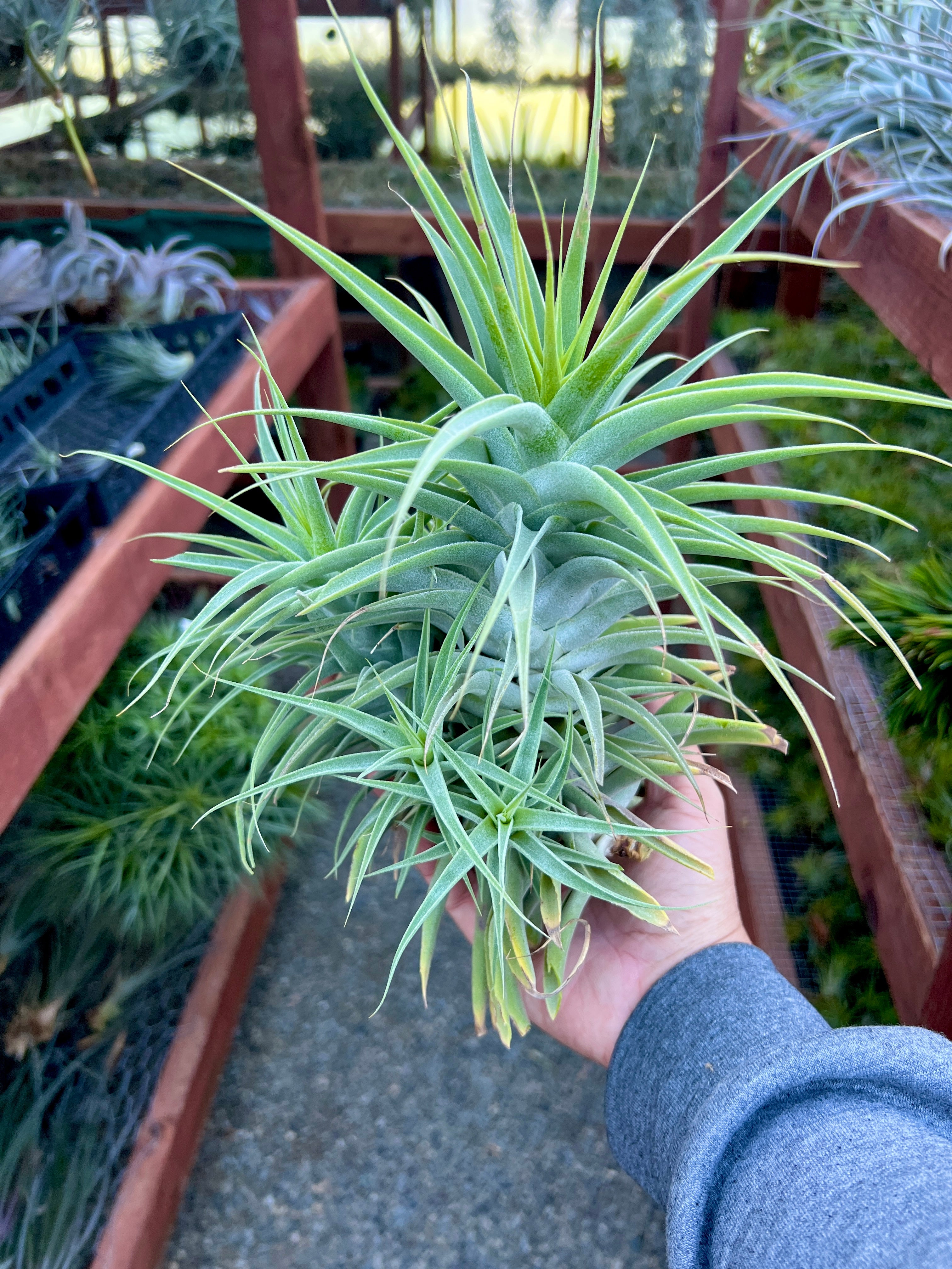 Assorted XL Air Plant Clumps <br> (Exact Plant Pictured!)