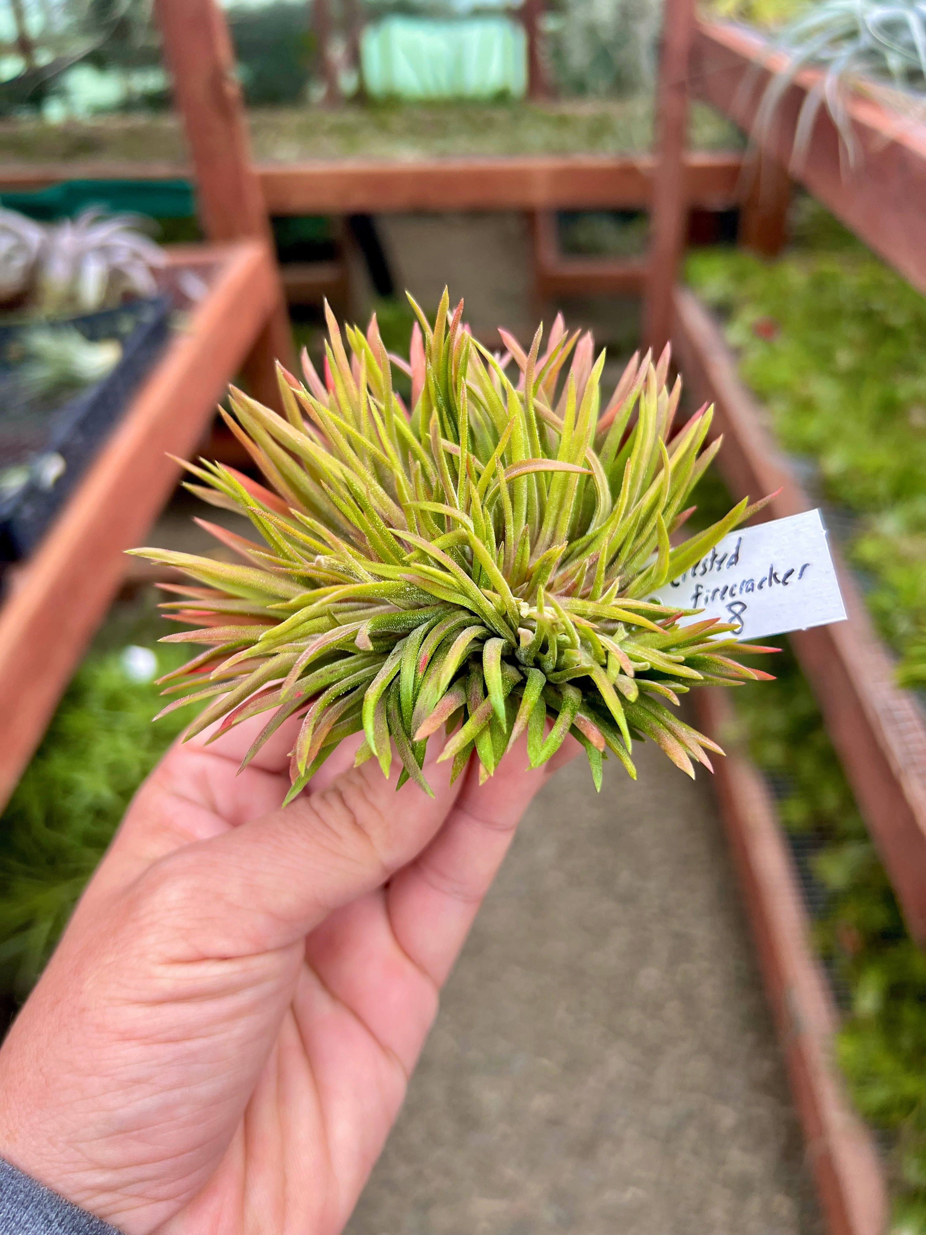 Crested Ionantha Clump <br> (Exact Plants Pictured)