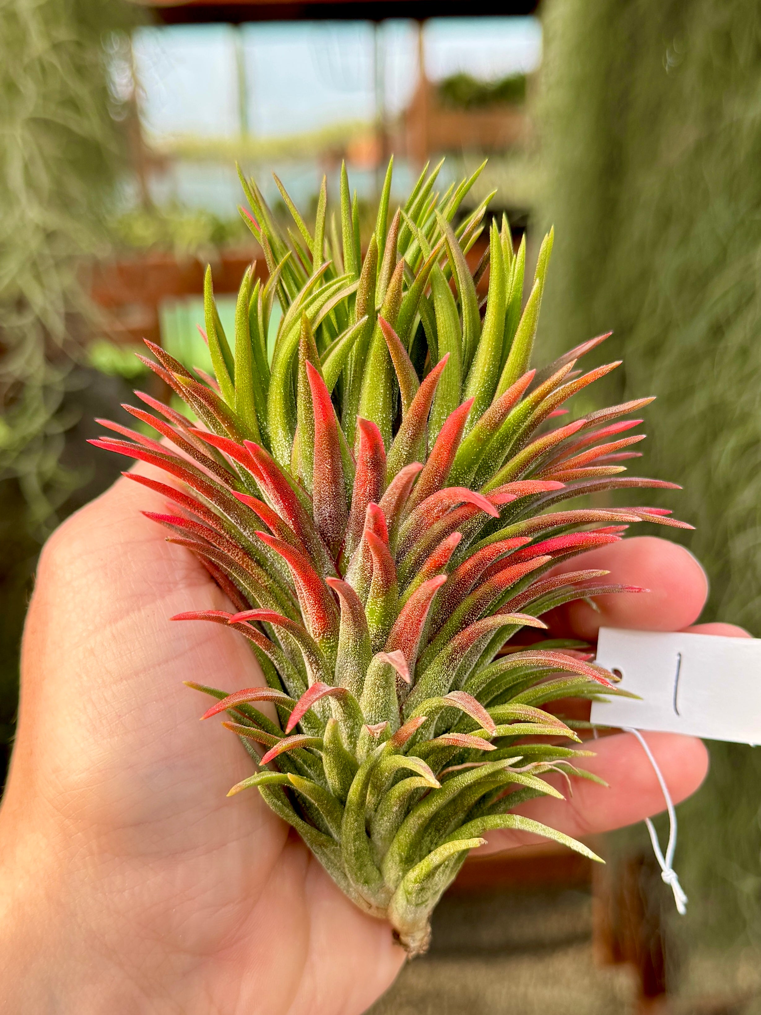 Rare / Premium Ionantha Selections (Exact Plant Pictured) – Air