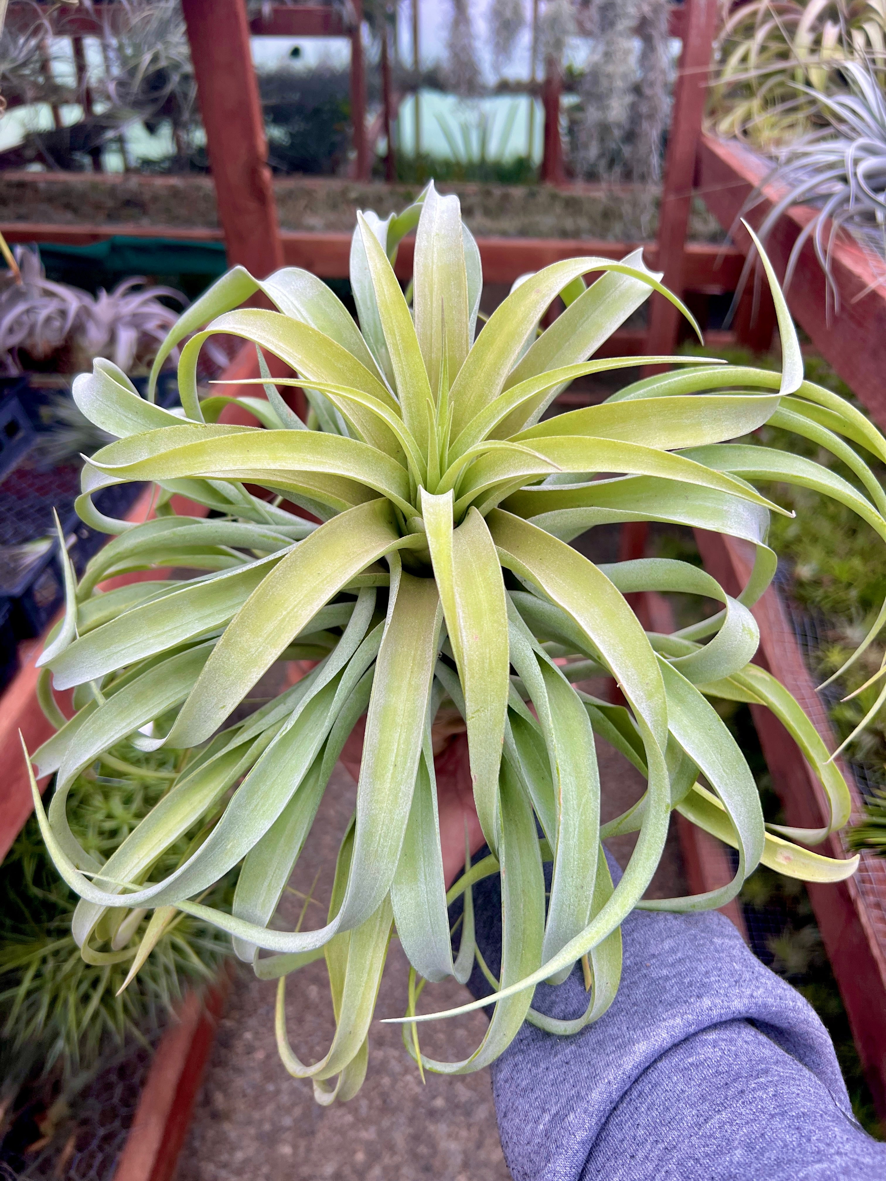 X Betty Select Clone <br> 3 Available at this size