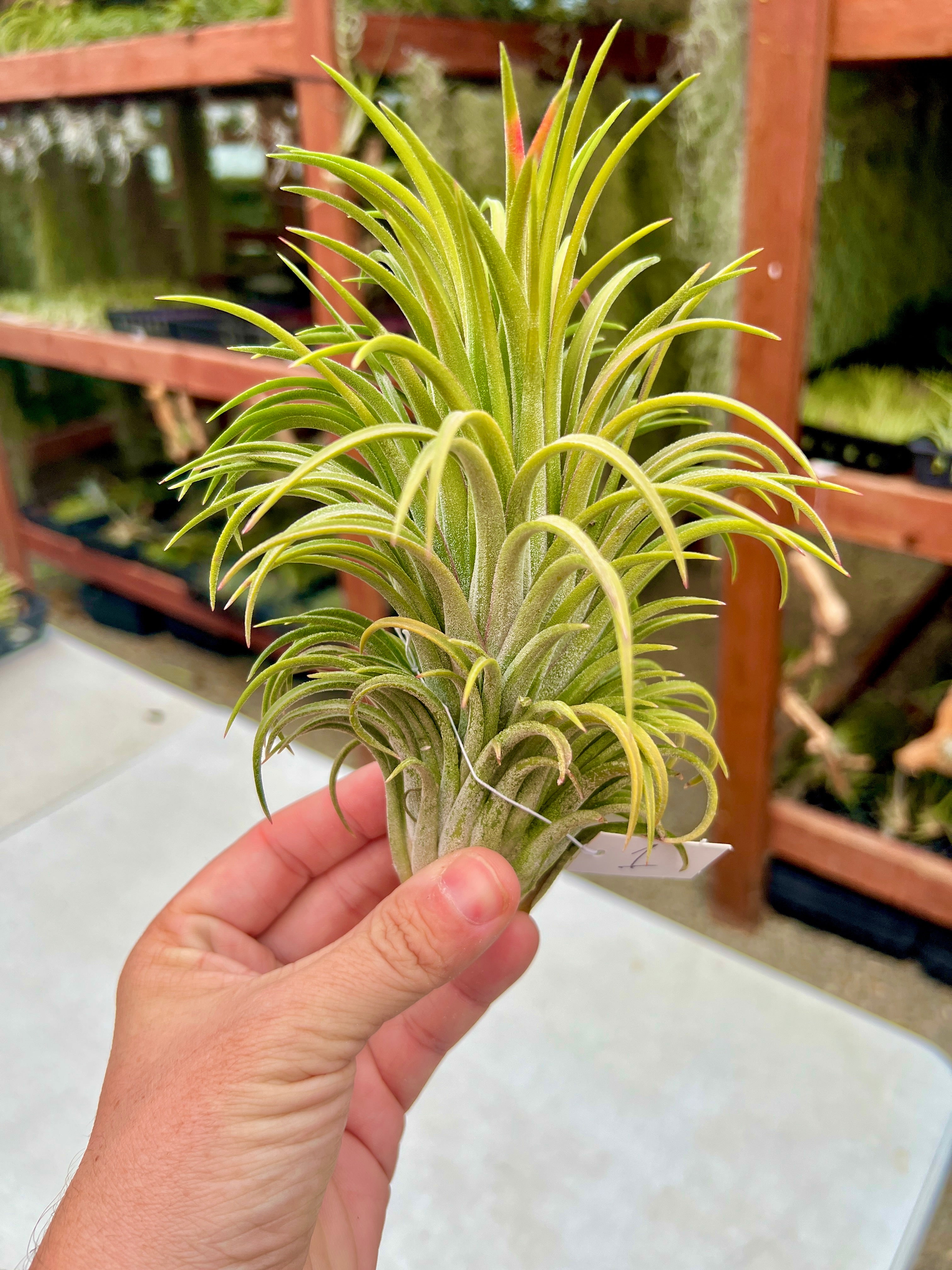 Ionantha Curly Giant XL Selections – Air Plant Hub