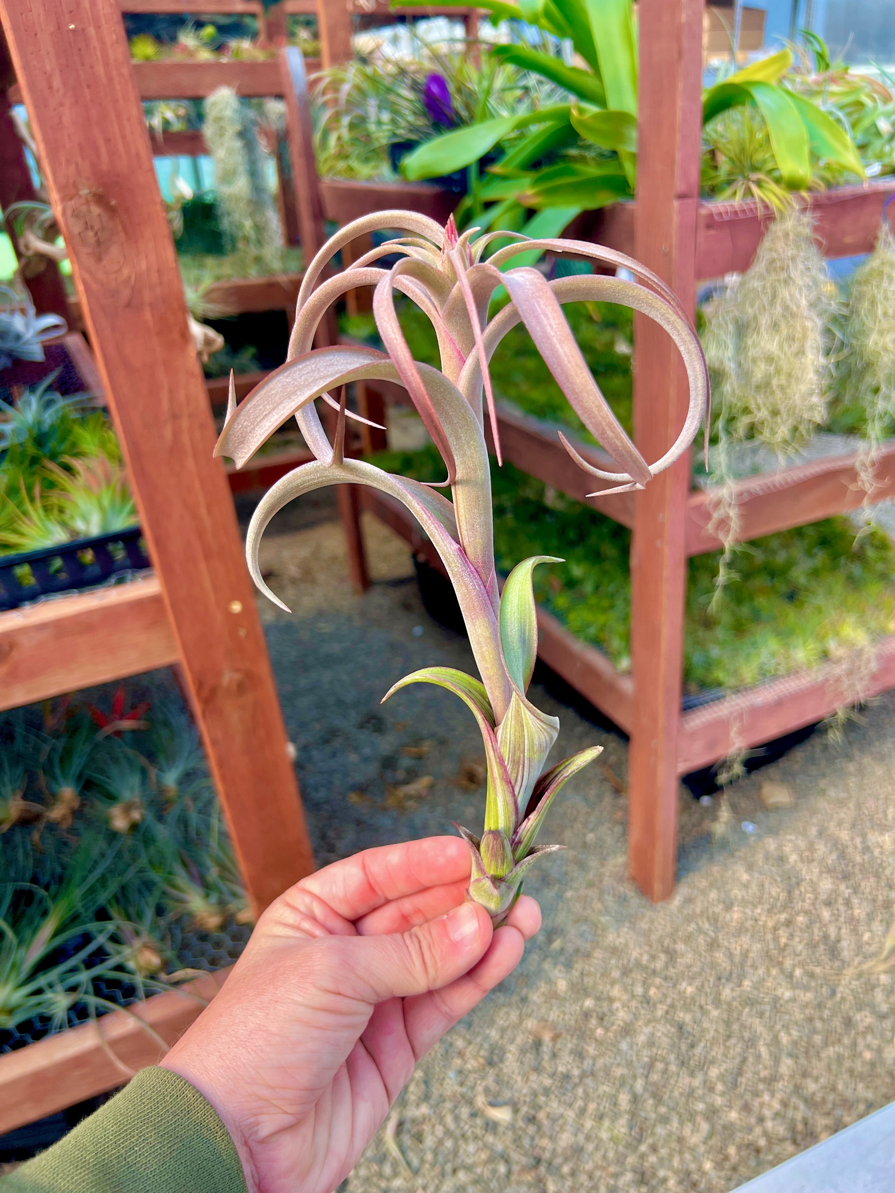 Curly Slim x Twisted Tim