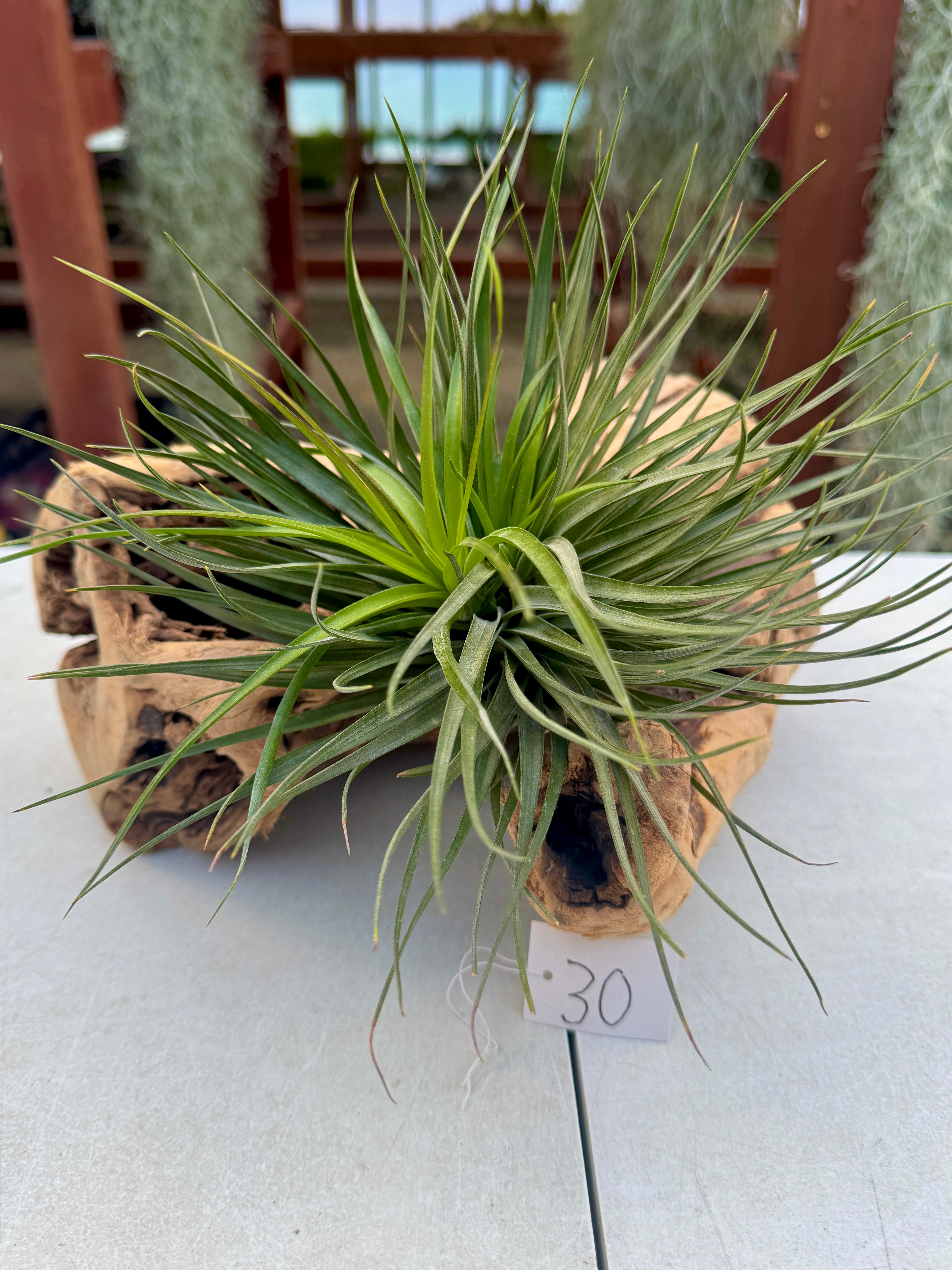 Grapewood Log + Premium Air Plant Display <br> (NEW Options Added 3/22/25)
