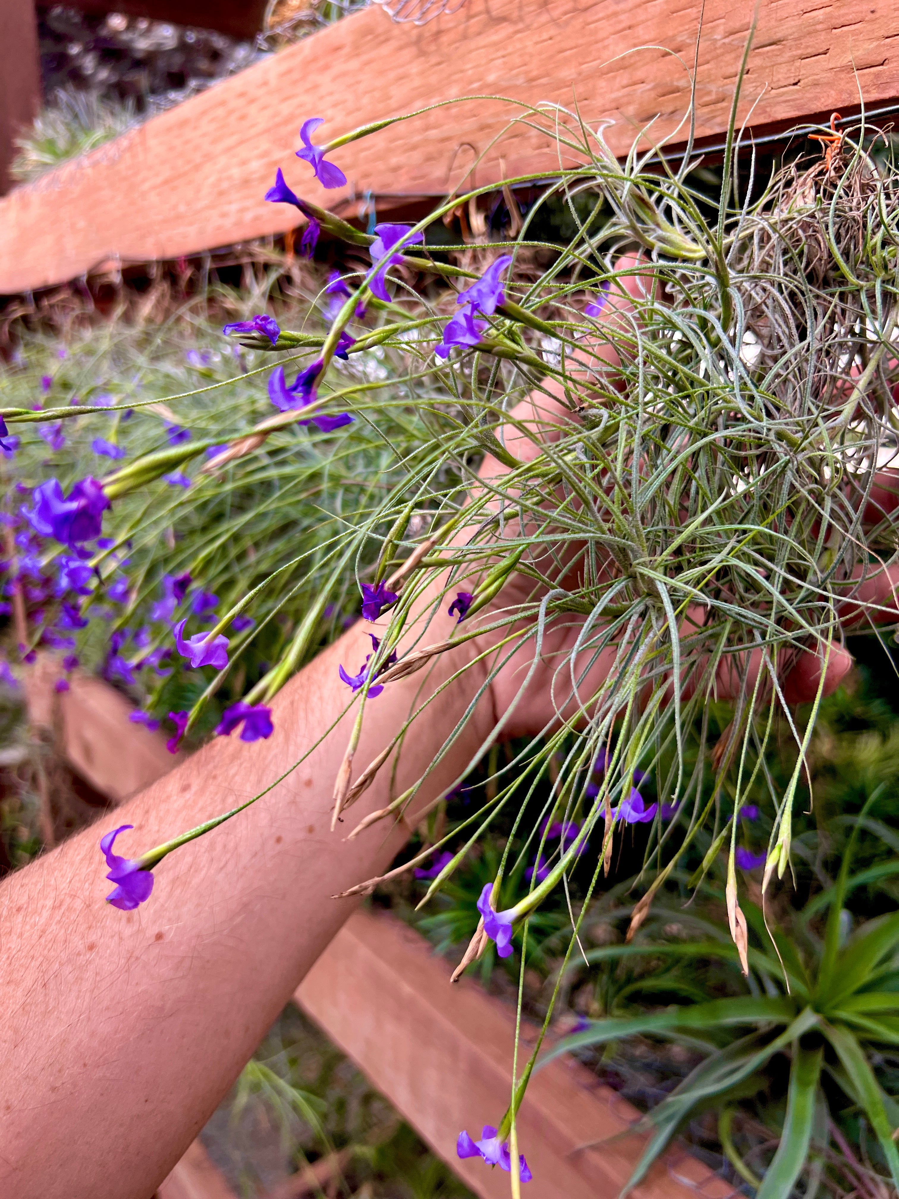 Mallemontii Hanging Clump <br> (Miniature Species)