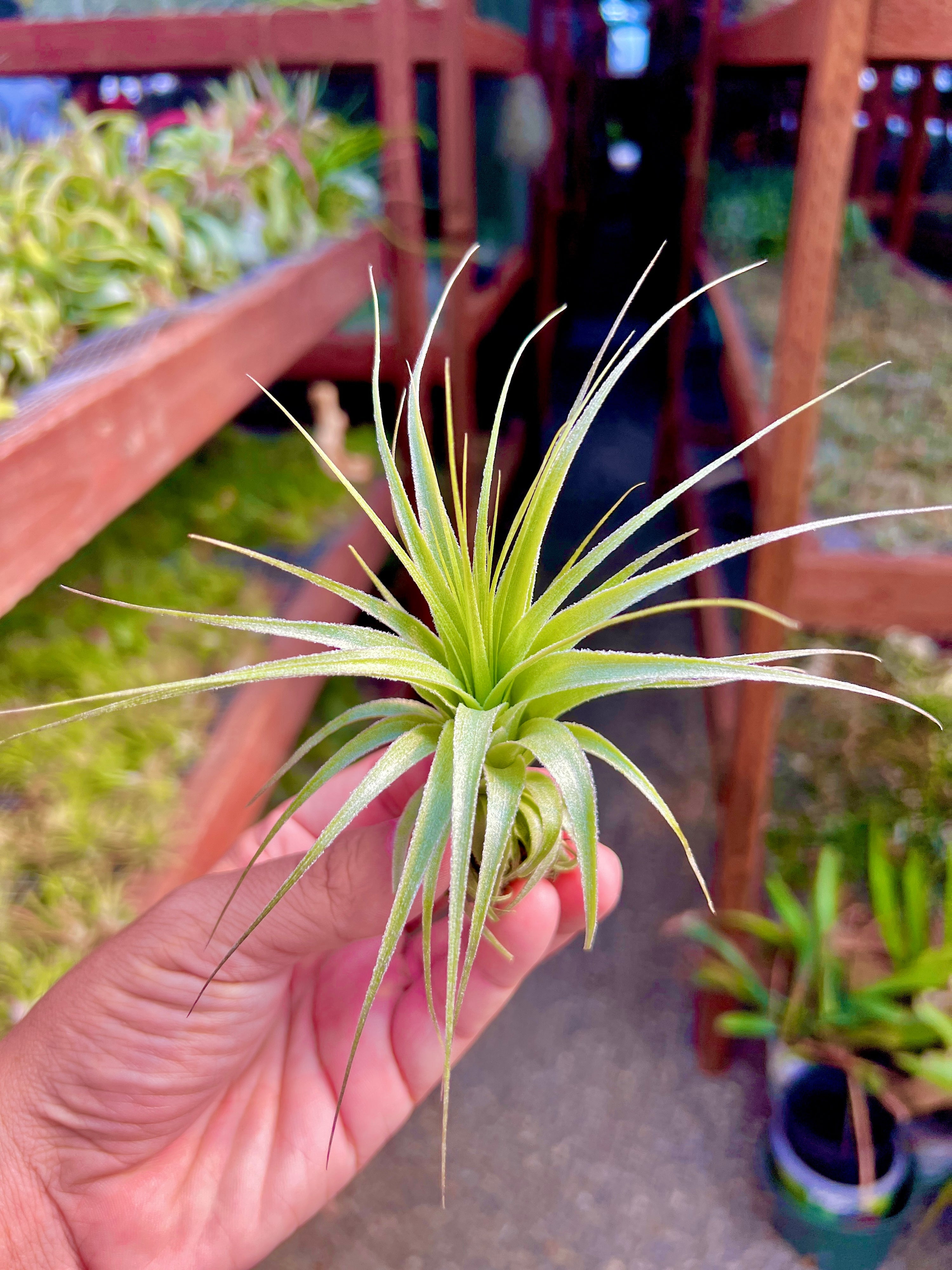 air plants hawaii Gardneri 'Hawaii' Large
