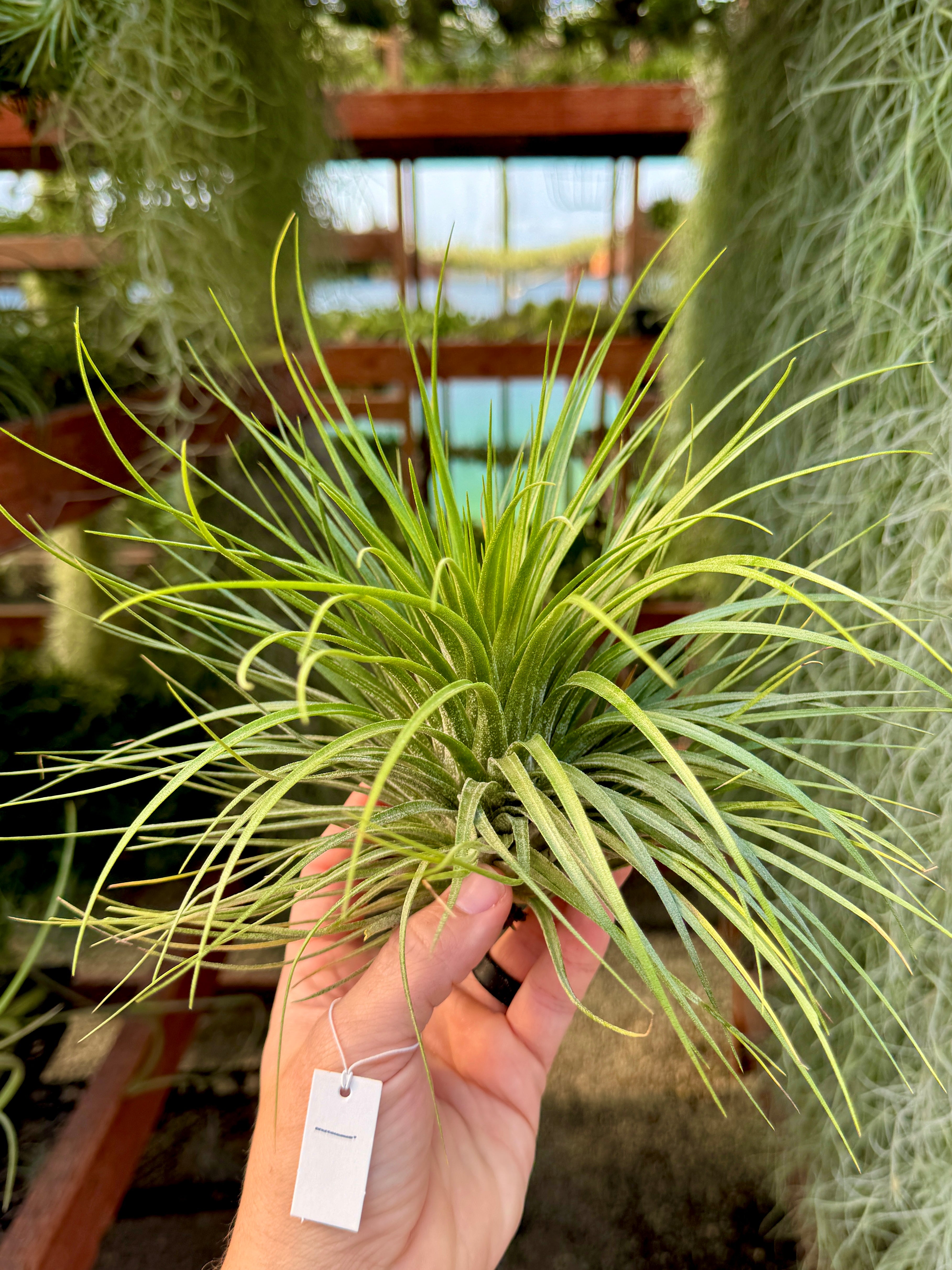 Rare / Premium Ionantha Selections (Exact Plant Pictured)