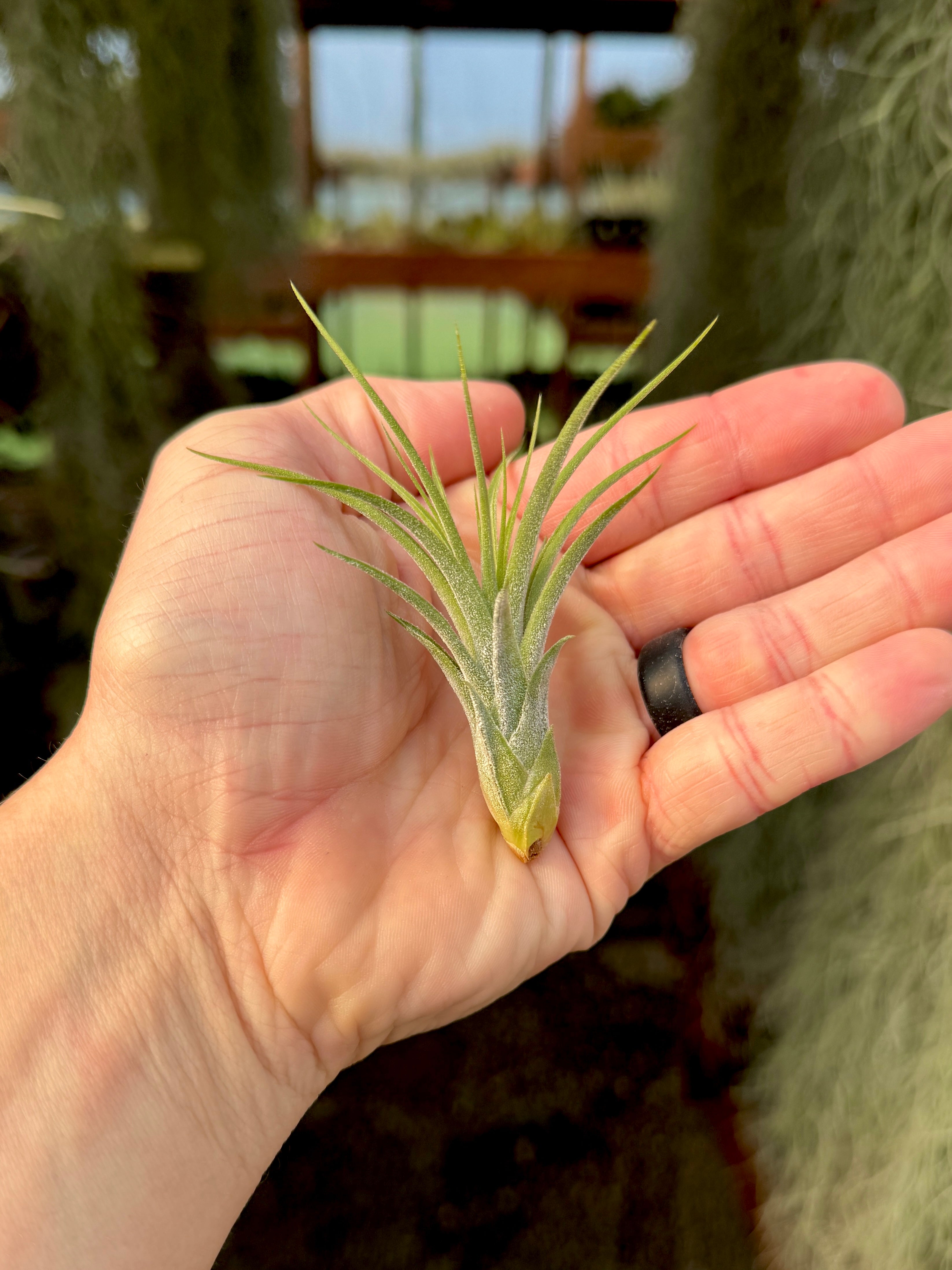 Rectifolia (Ionantha x Schiedeana) – Air Plant Hub