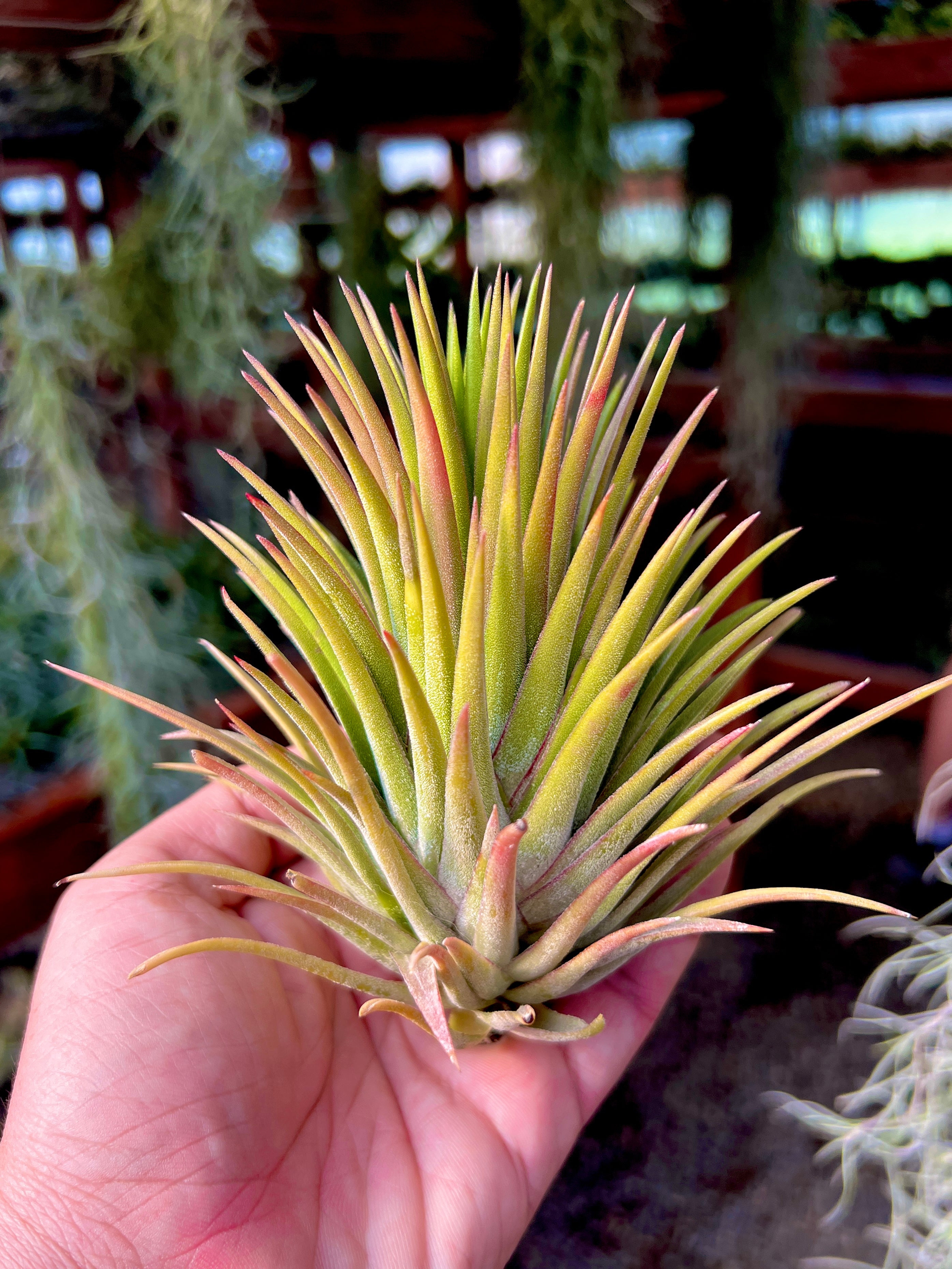 XL プレミアム イオナンサ セレクション – Air Plant Hub