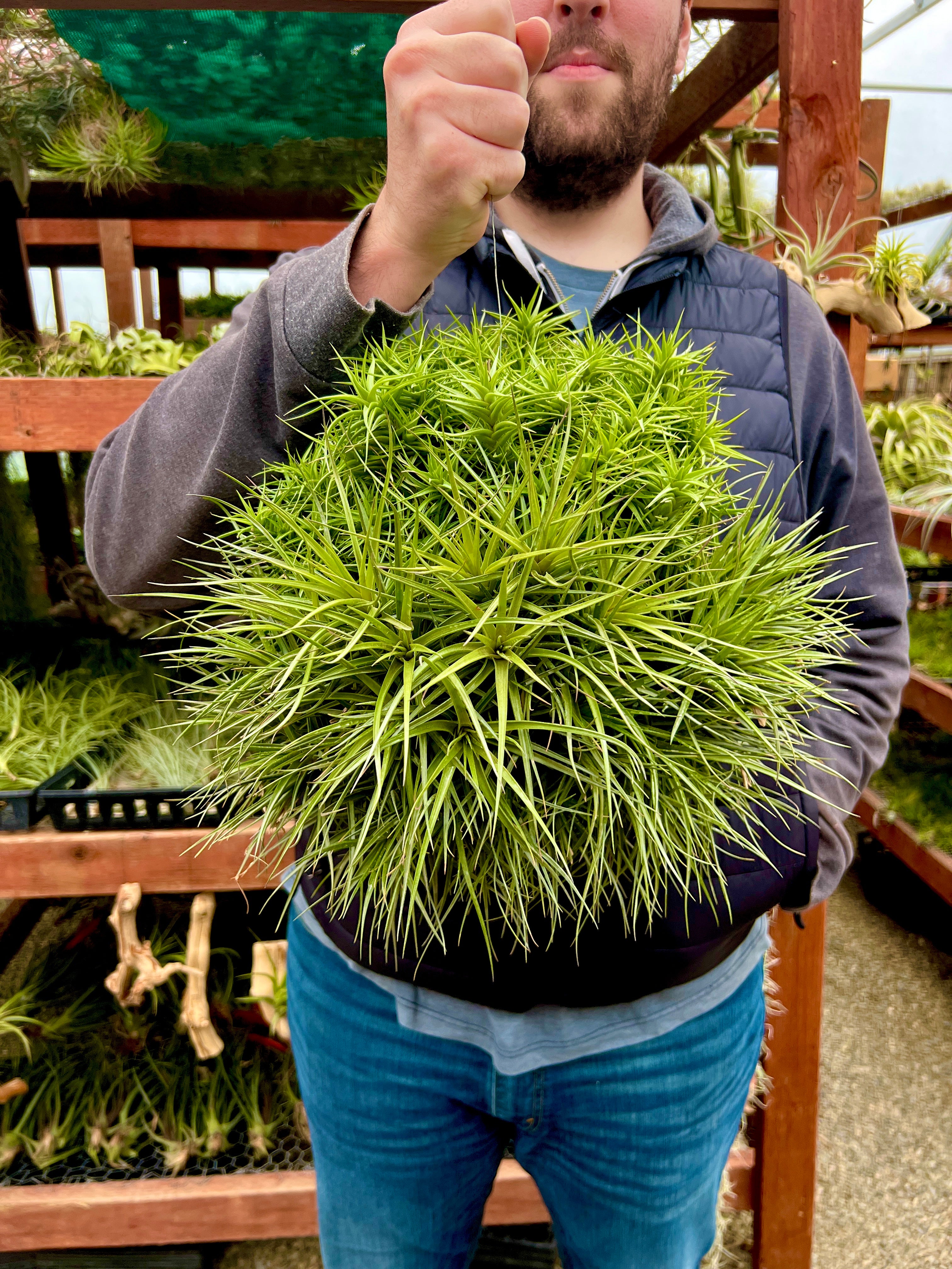 beard air plant Assorted XL Air Plant Clumps , (Exact Plant Pictured!)