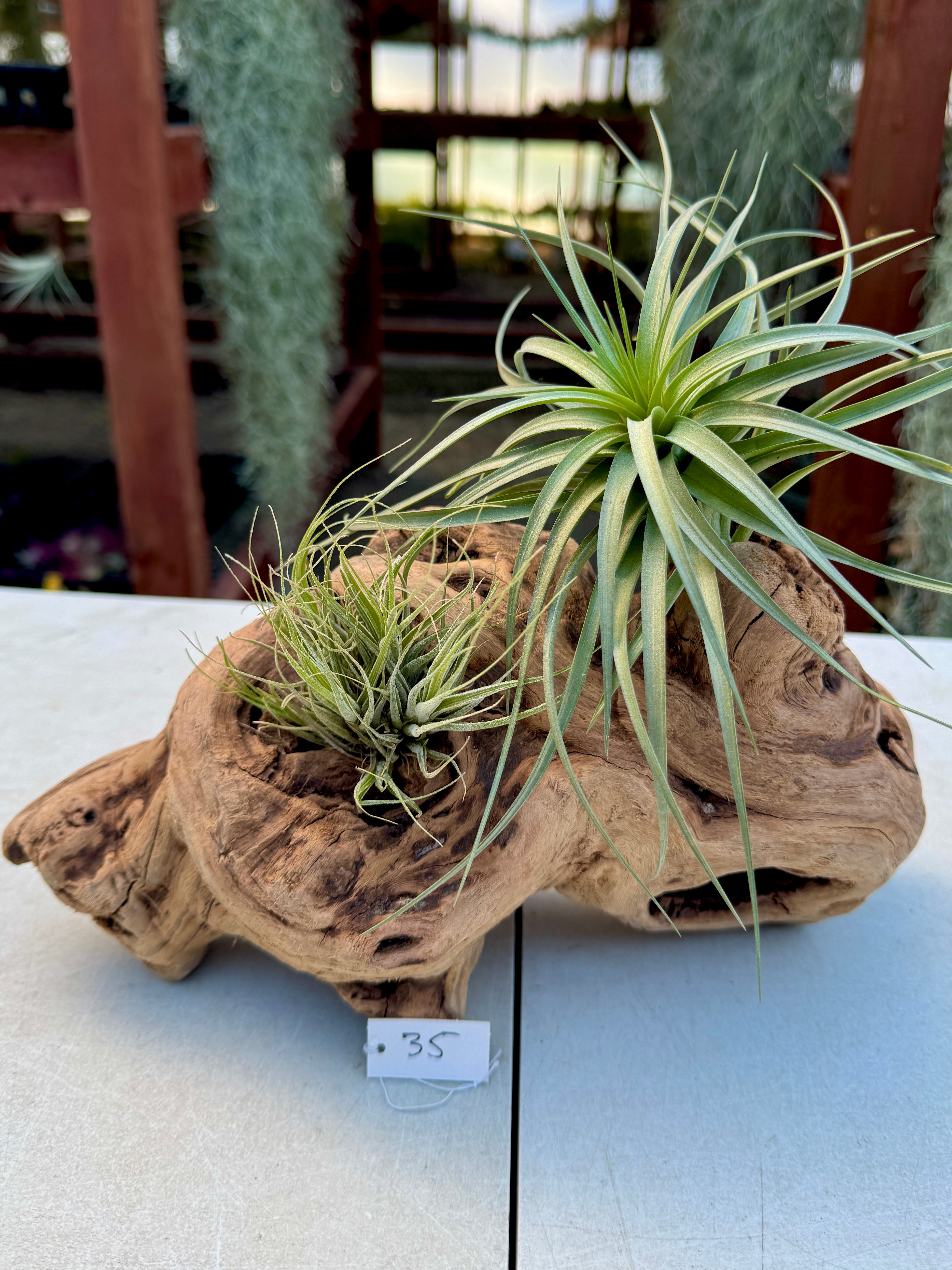 Grapewood Log + Premium Air Plant Display <br> (NEW Options Added 3/22/25)
