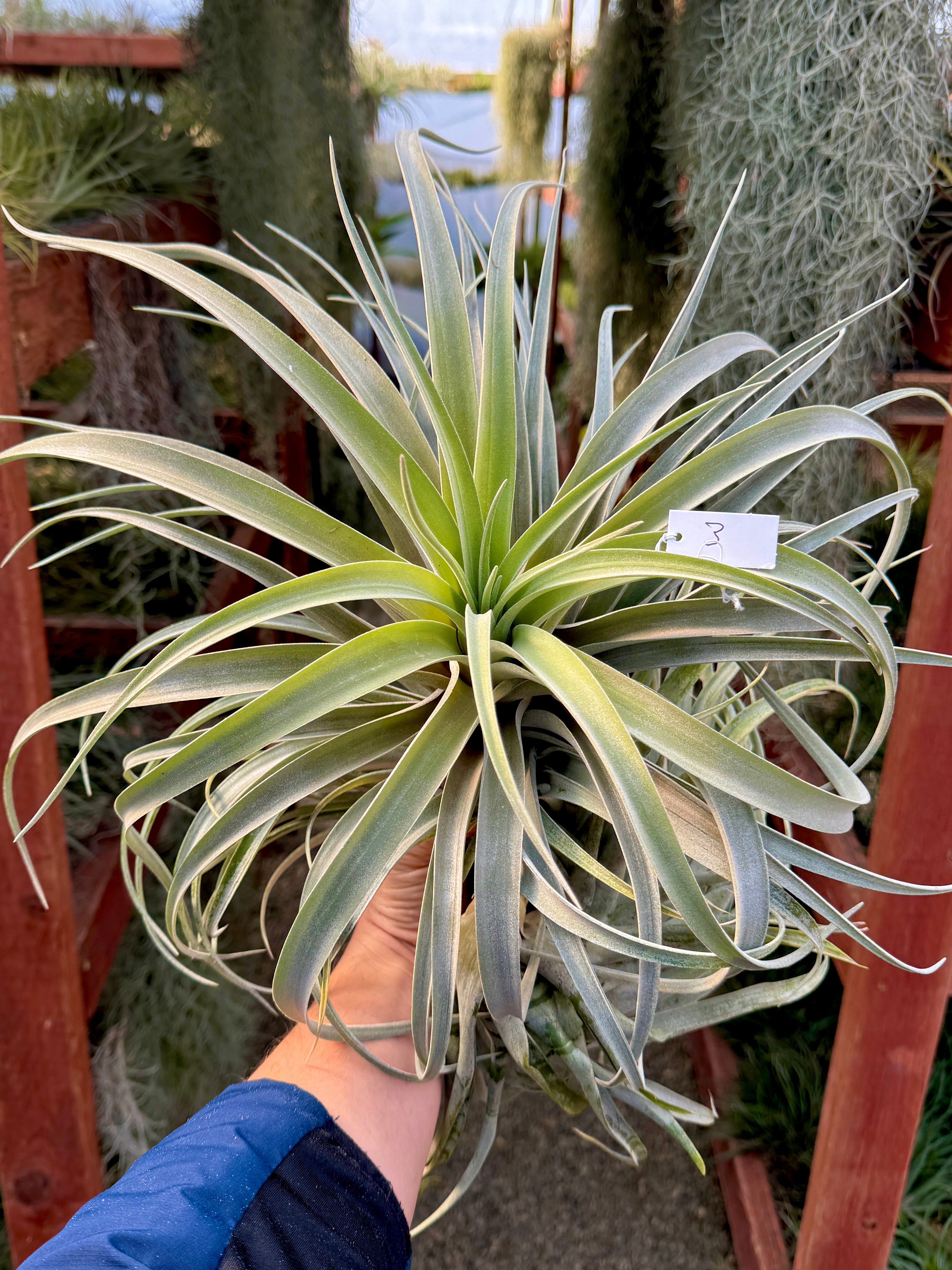 Premium Harrisii x Xerographica Thick Leaf