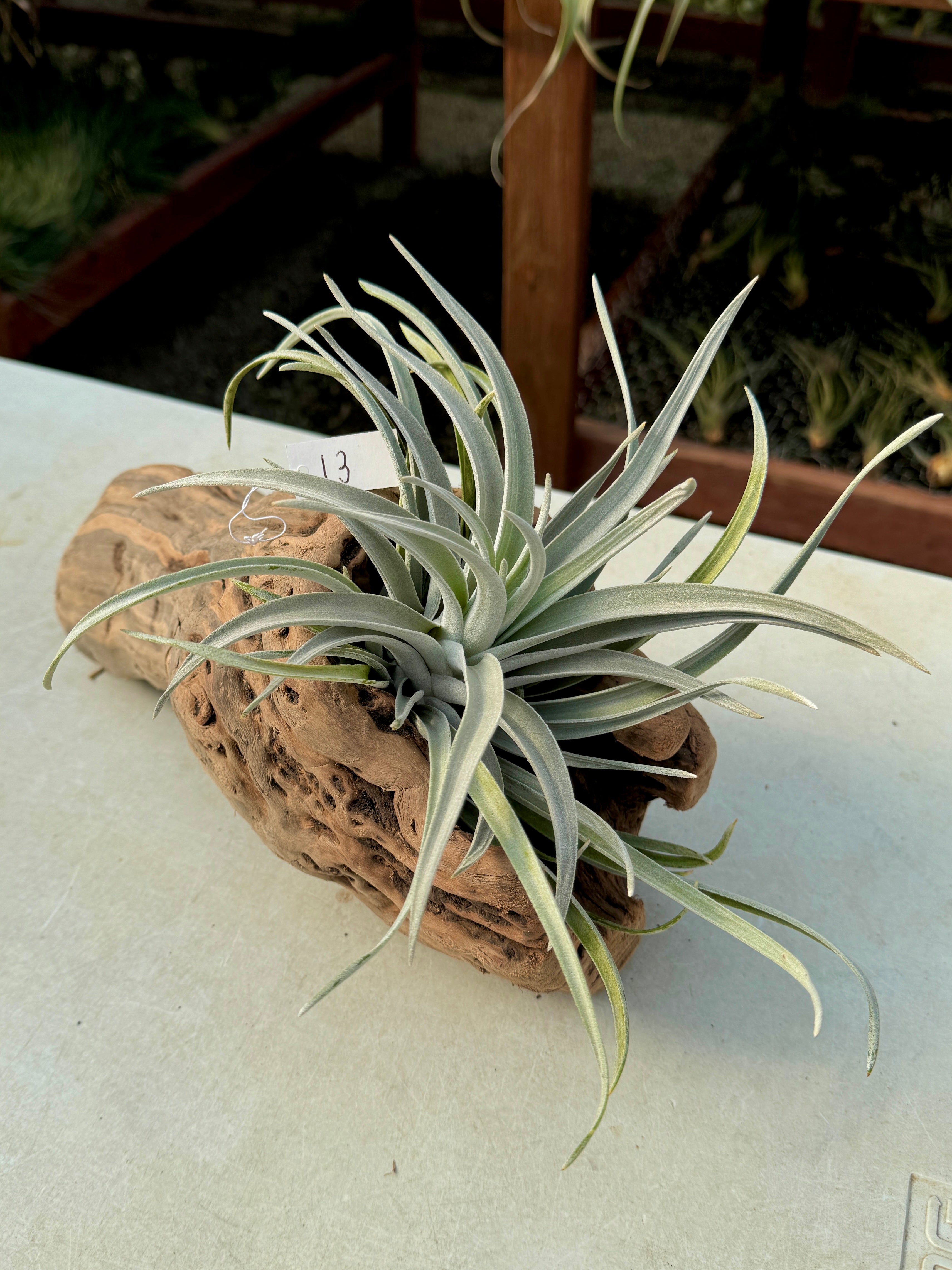 Grapewood Log + Premium Air Plant Display <br> (NEW Options Added 1/14/25)