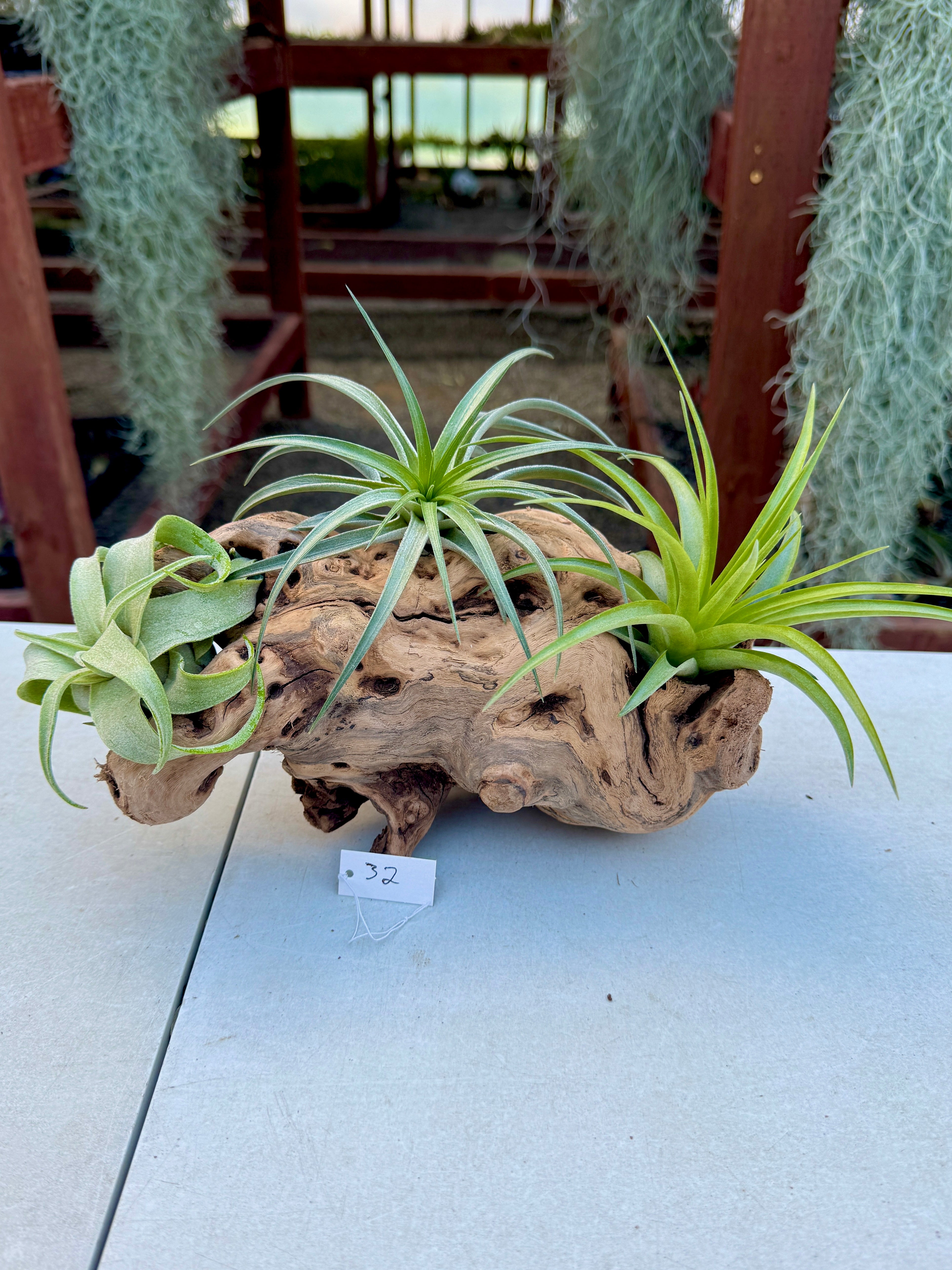 Grapewood Log + Premium Air Plant Display <br> (NEW Options Added 3/22/25)