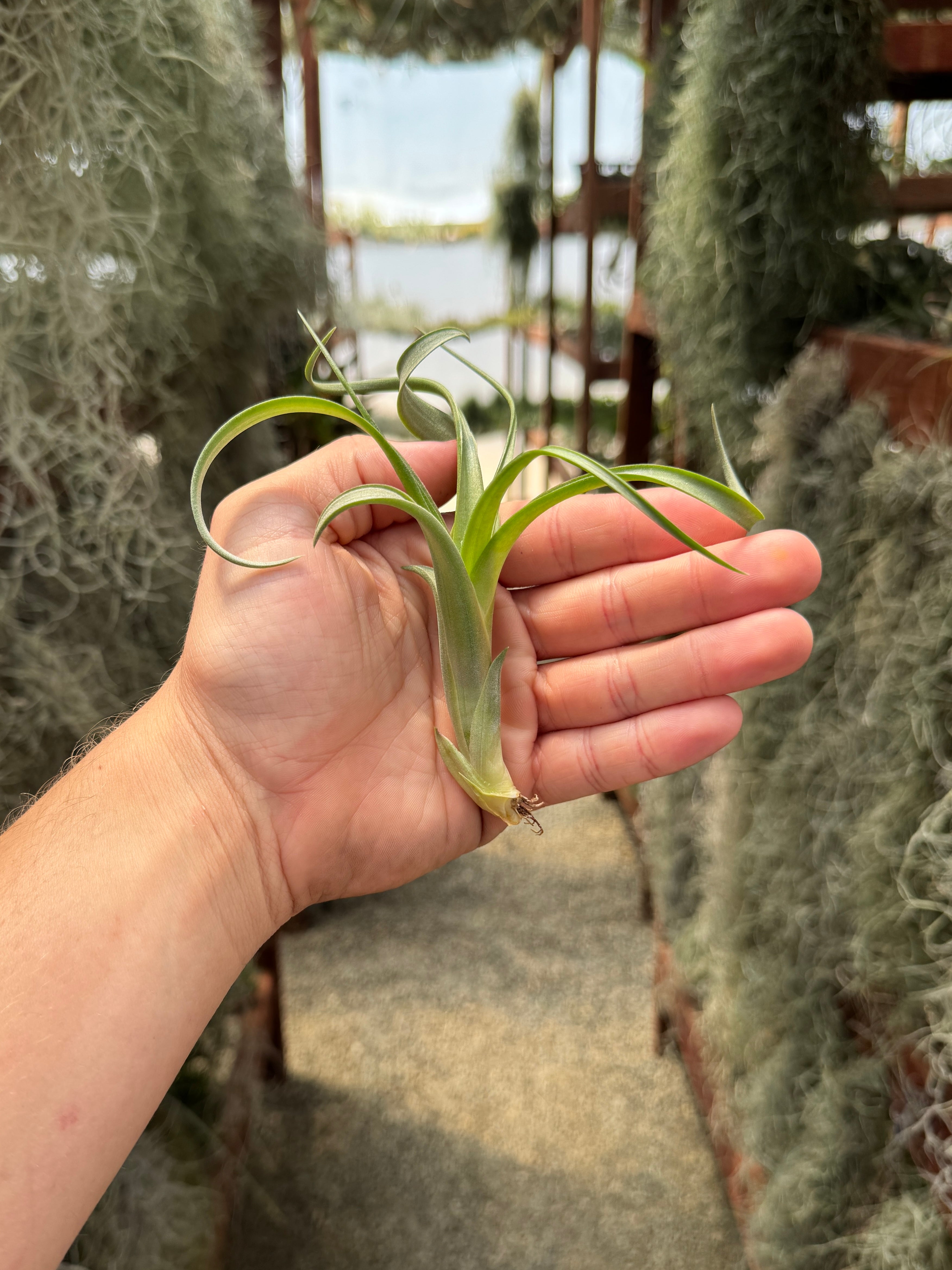 twisted acres air plants Twisted Tim (Intermedia x Capitata) Small