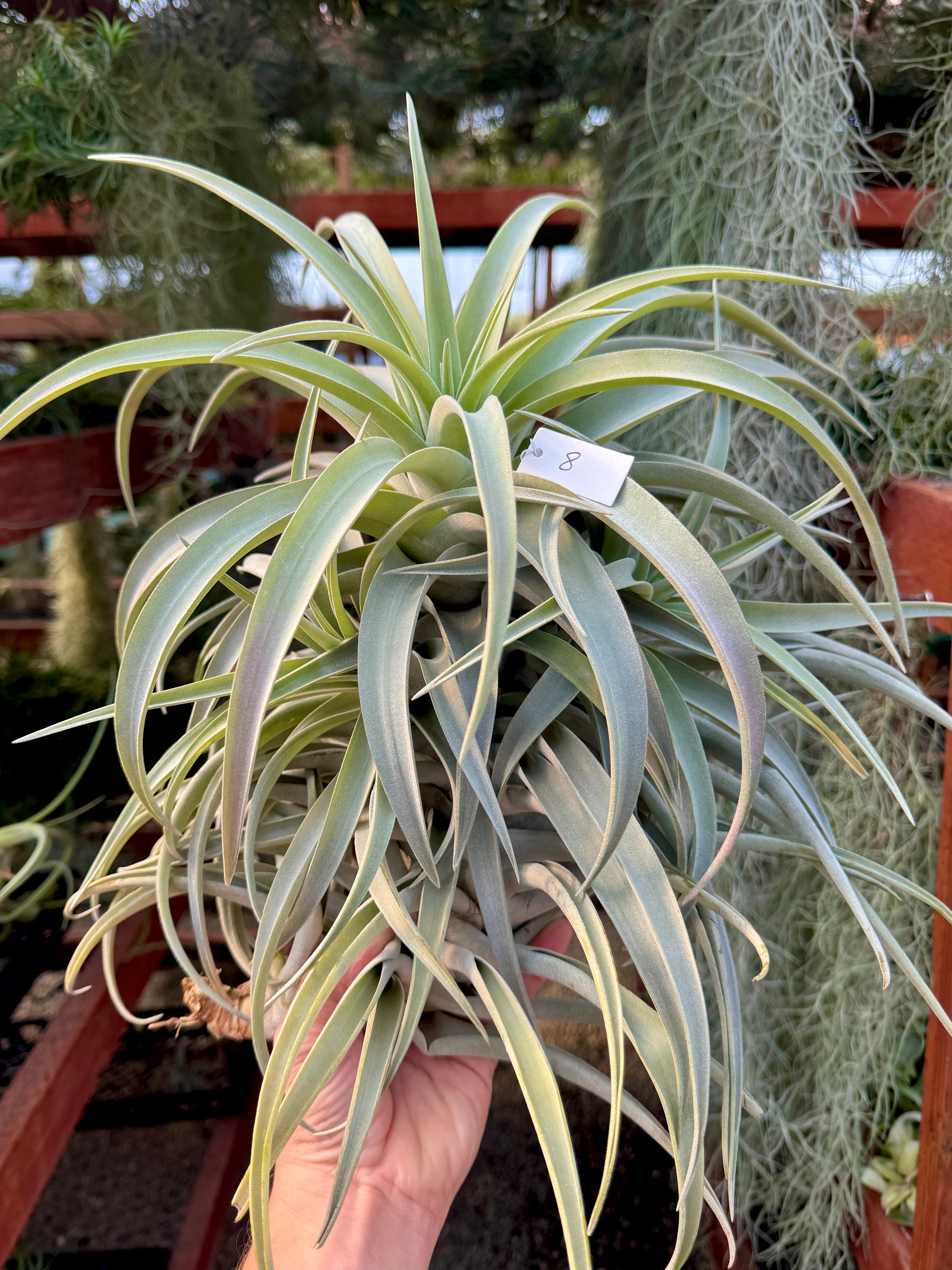 Premium Harrisii x Xerographica Thick Leaf