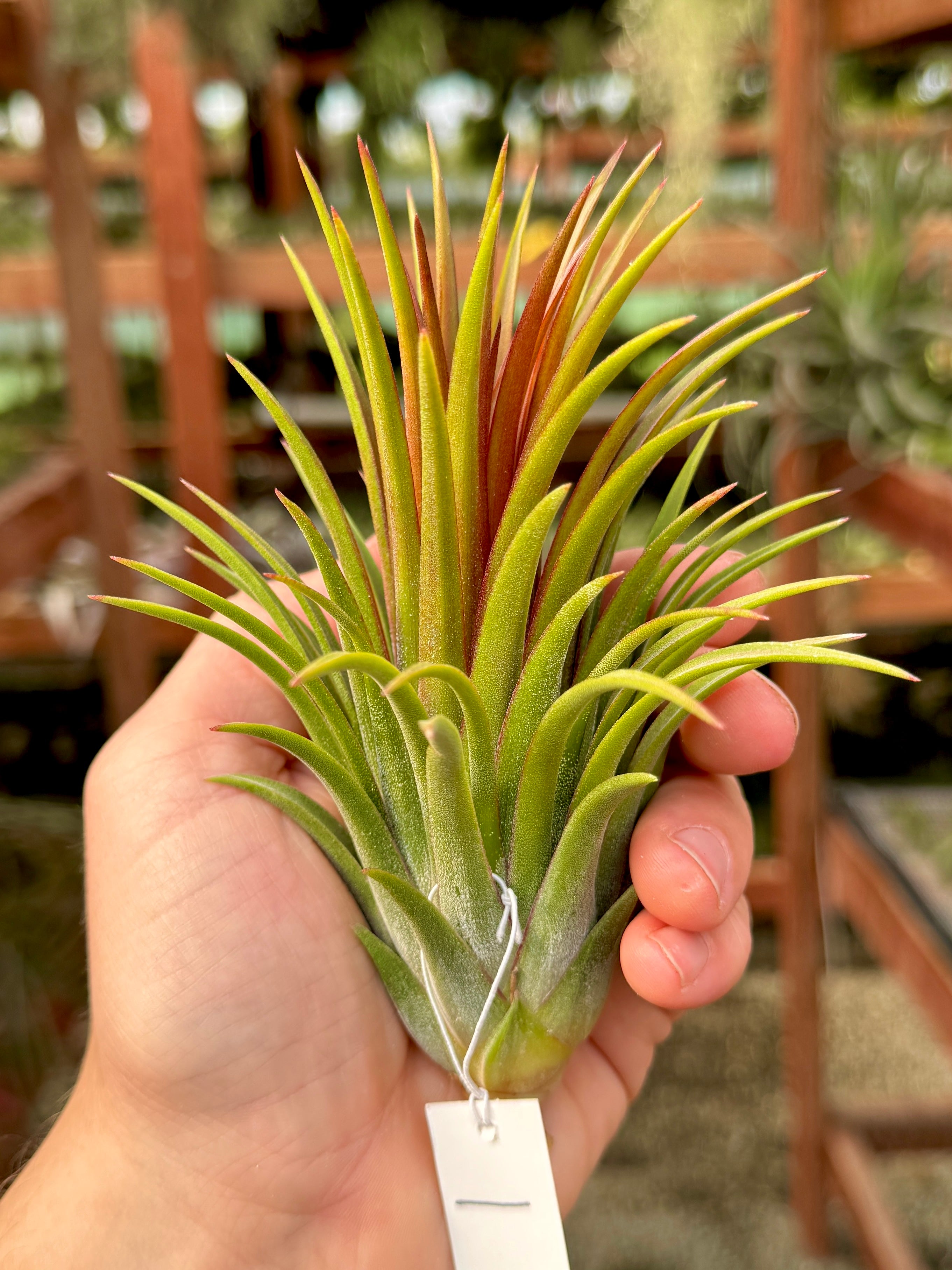 Rare / Premium Ionantha Selections (Exact Plant Pictured)
