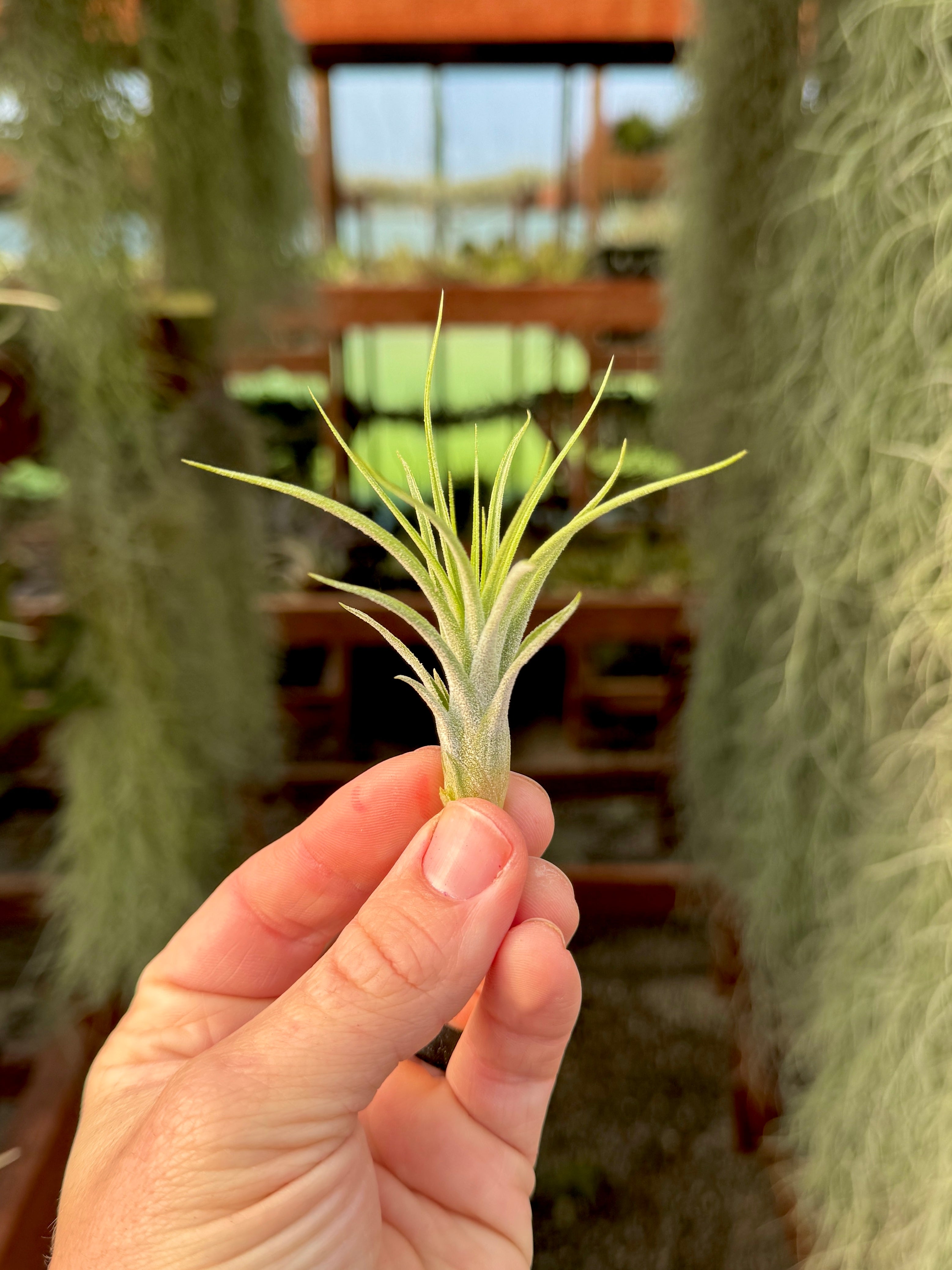 Rectifolia (Ionantha x Schiedeana)