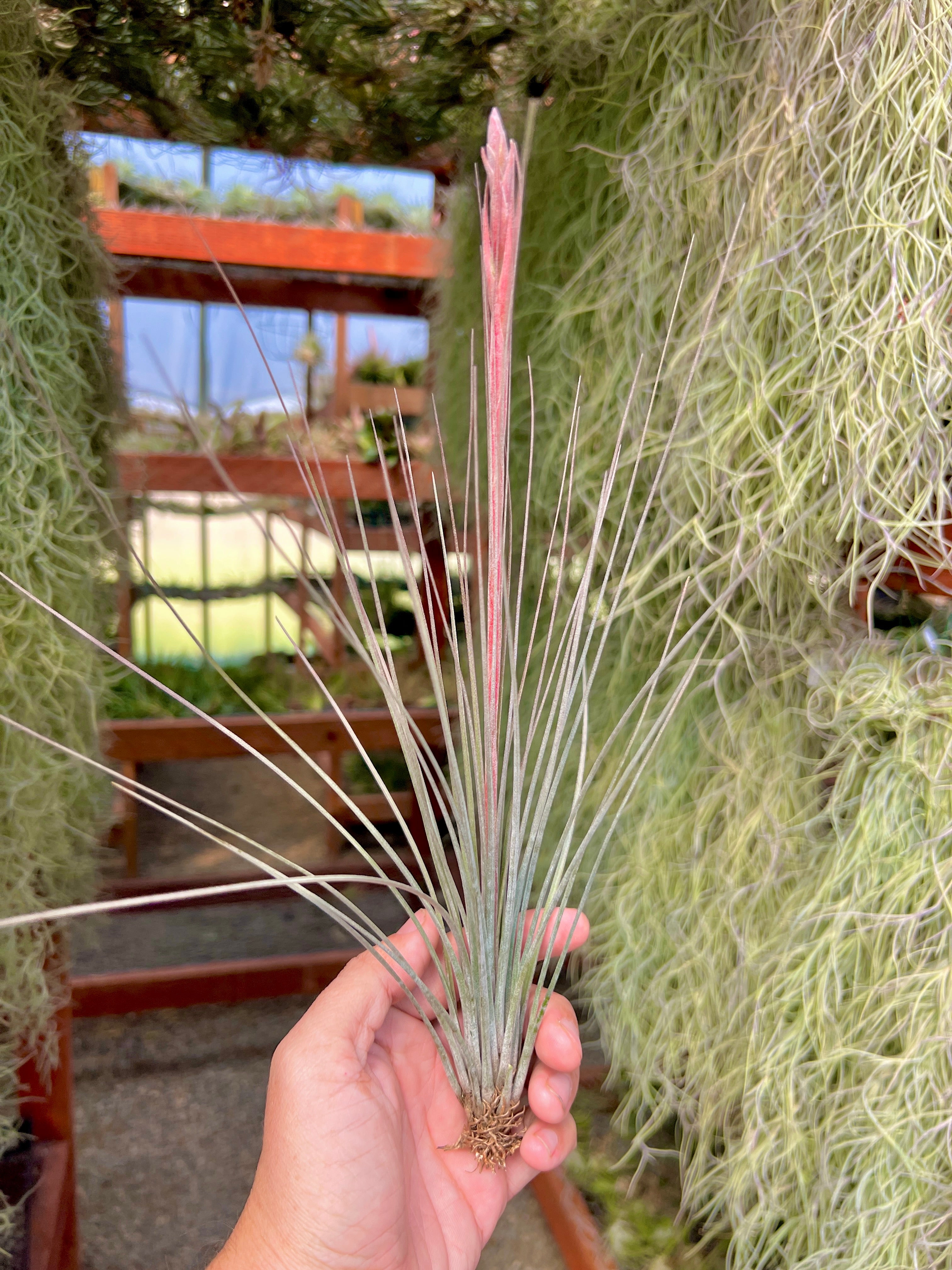 X Floridiana (fasciculata x bartramii) – Air Plant Hub