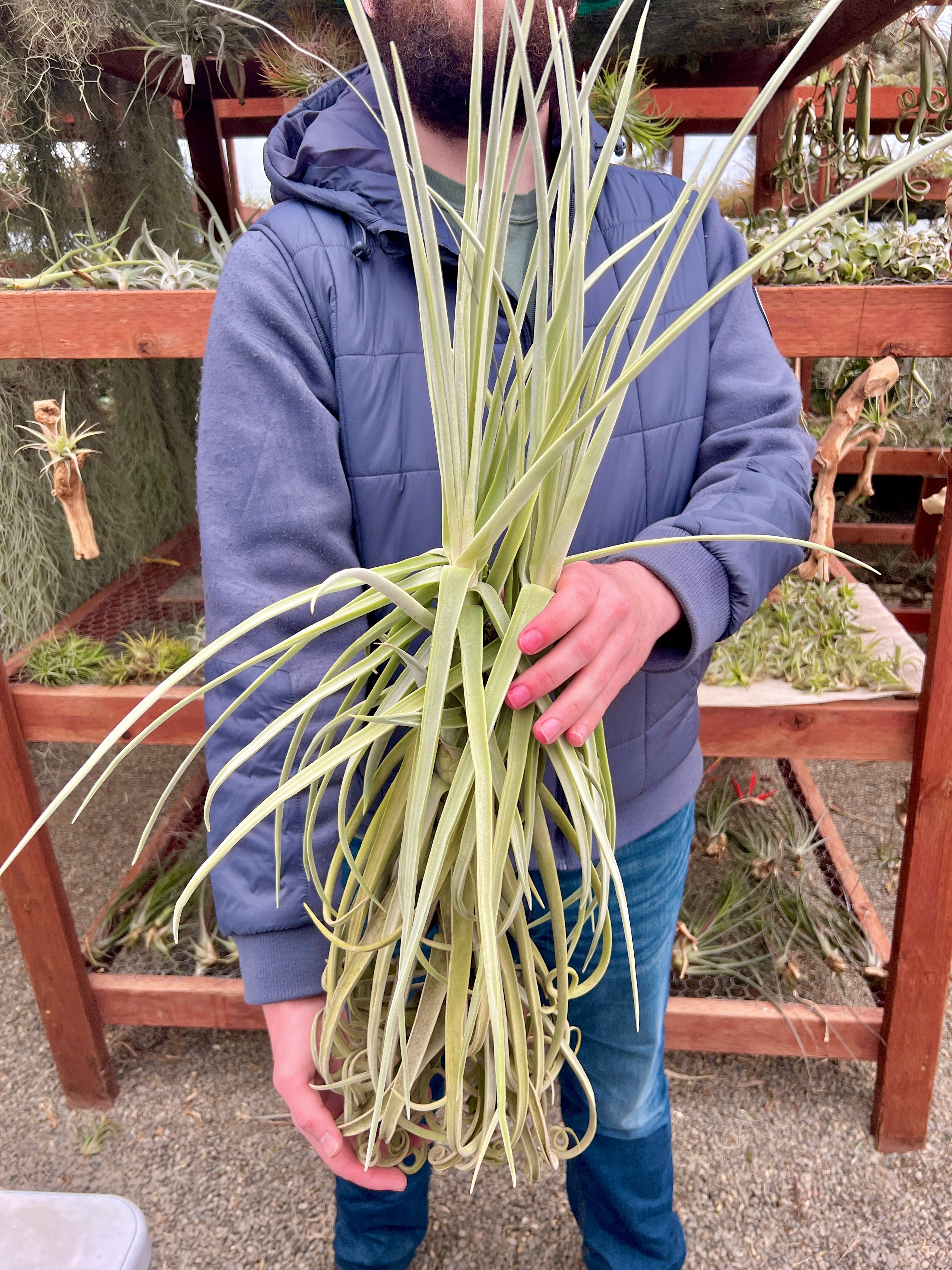 GIANT Duratii Thick Leaf