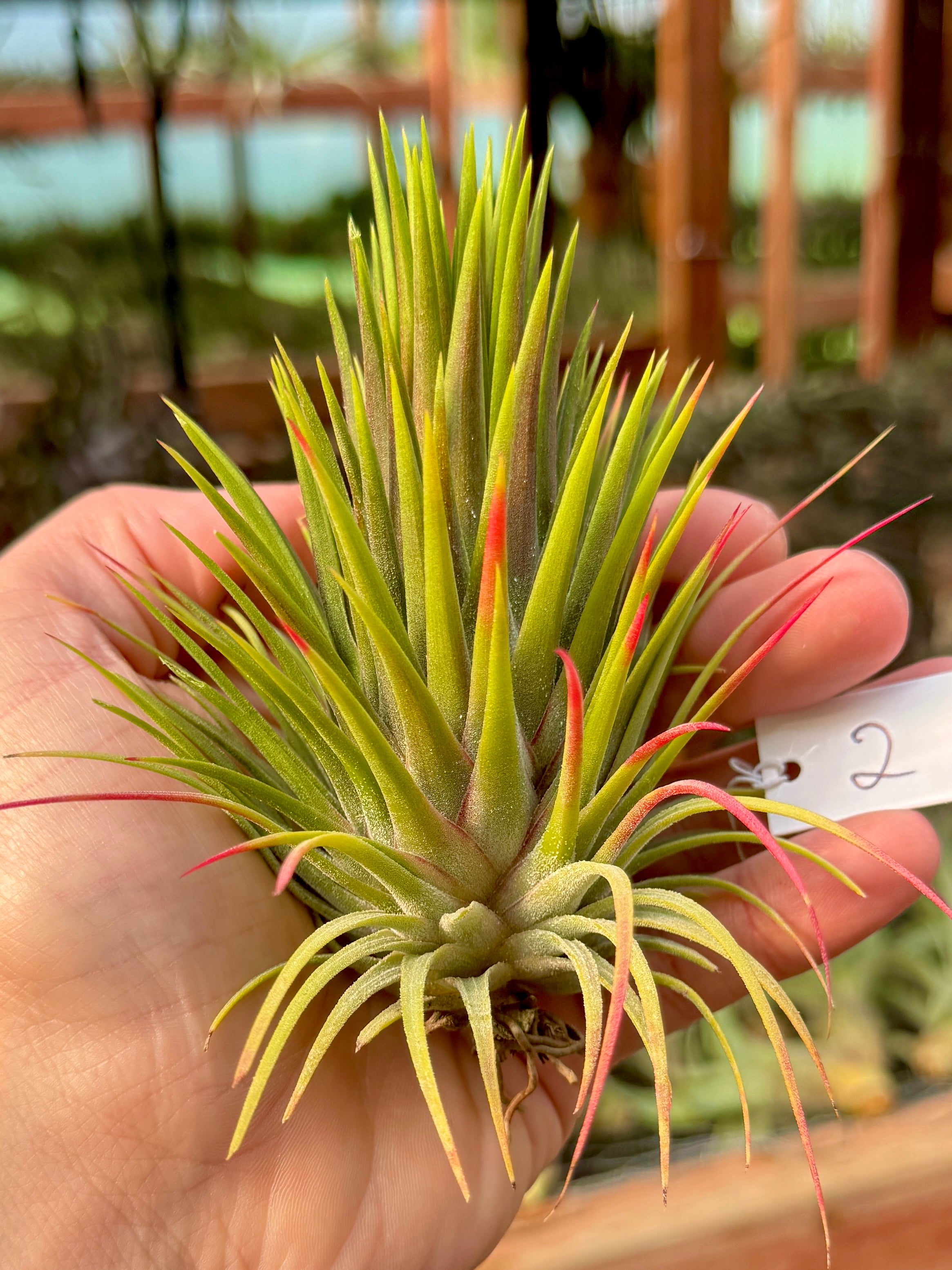 Rare / Premium Ionantha Selections (Exact Plant Pictured)