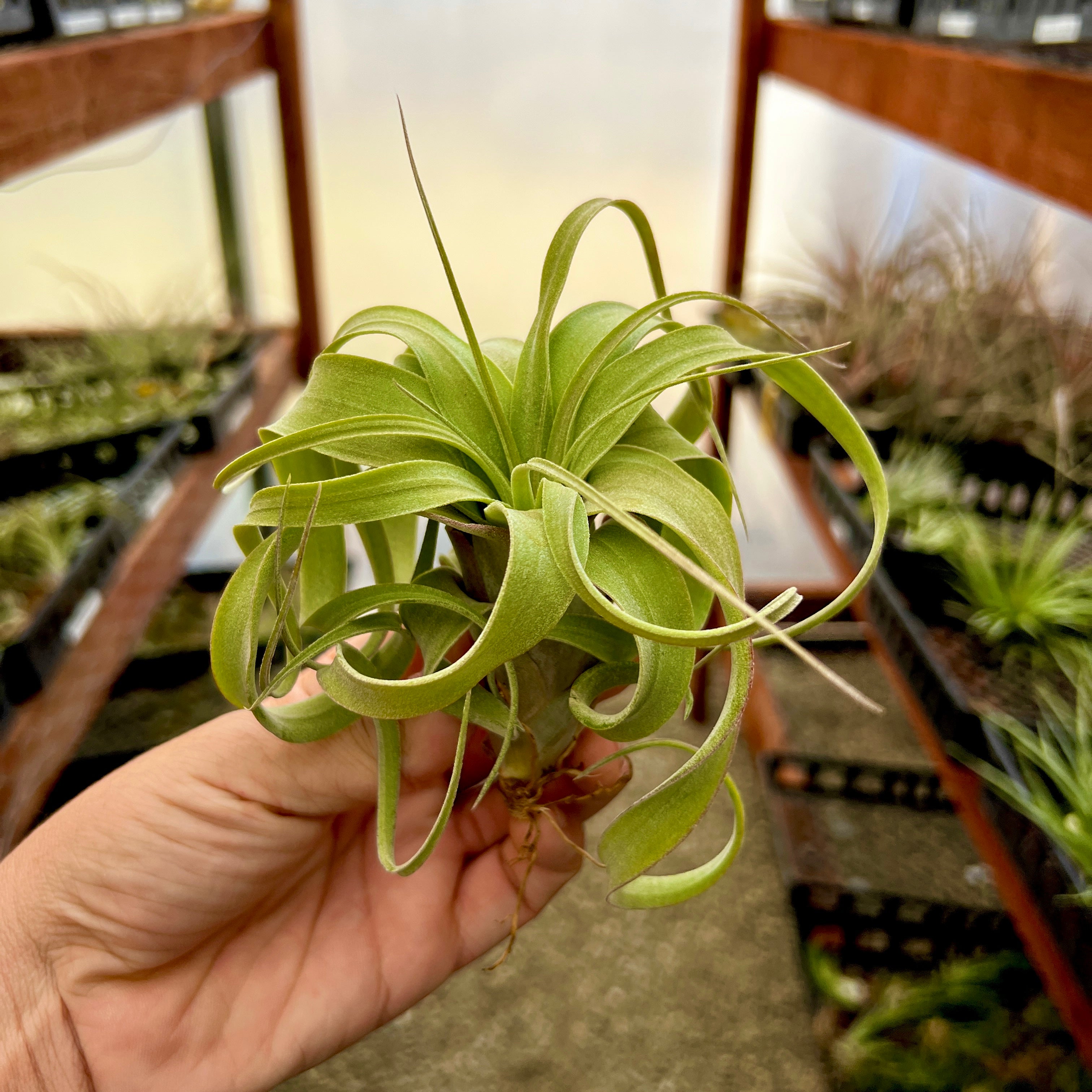 T. ‘Curly Fatso’ (streptophylla x intermedia) <br> Reverse Cross Of Curly Slim!