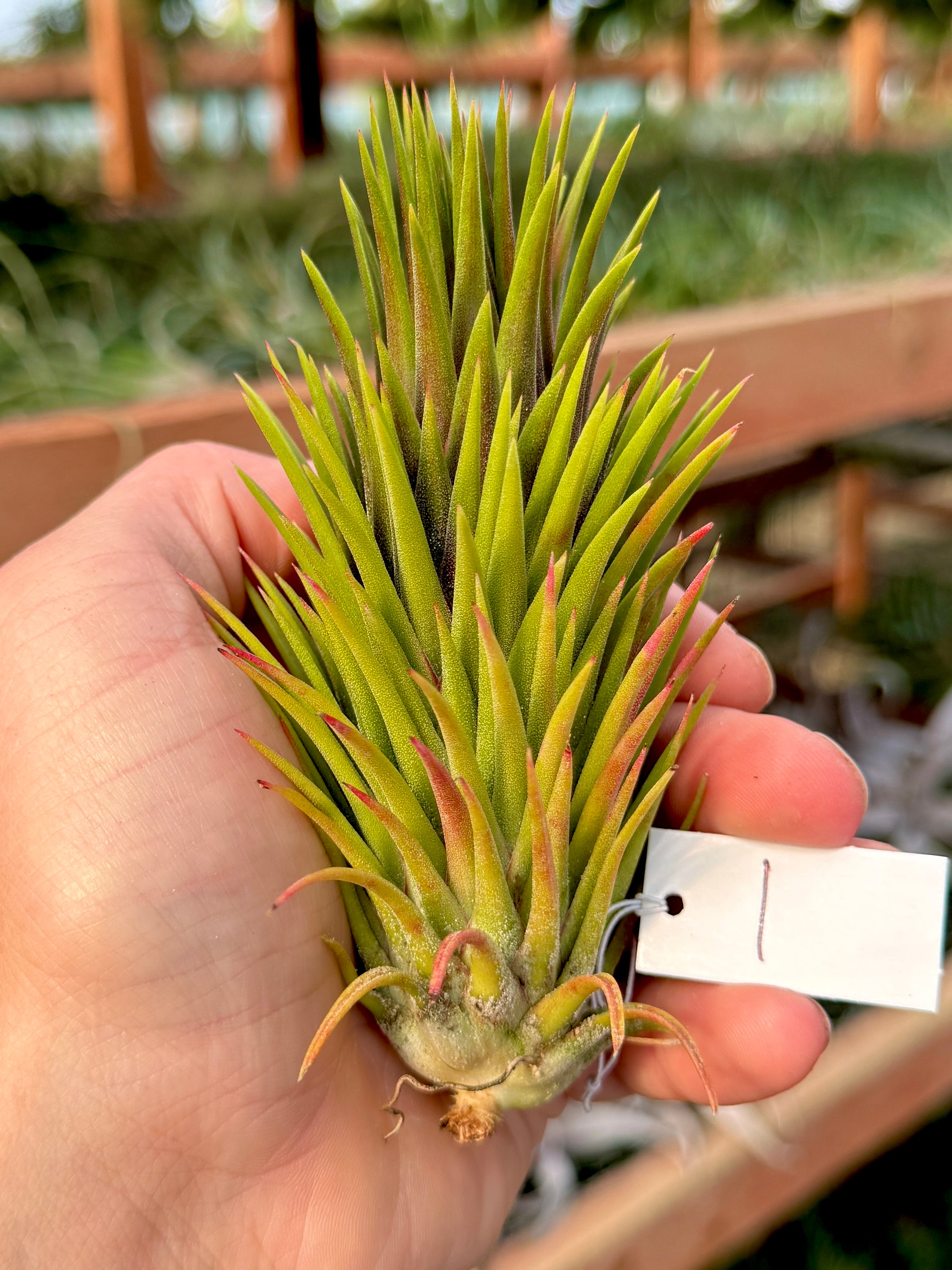 Rare / Premium Ionantha Selections (Exact Plant Pictured)