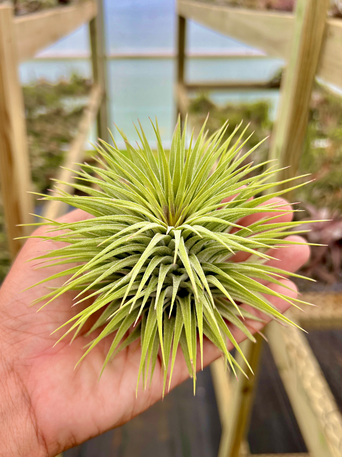 Rare / Premium Ionantha Selections Pt. 2 <br> (Exact Plant Pictured) <br>*NEW Plants Added 10/3/26*