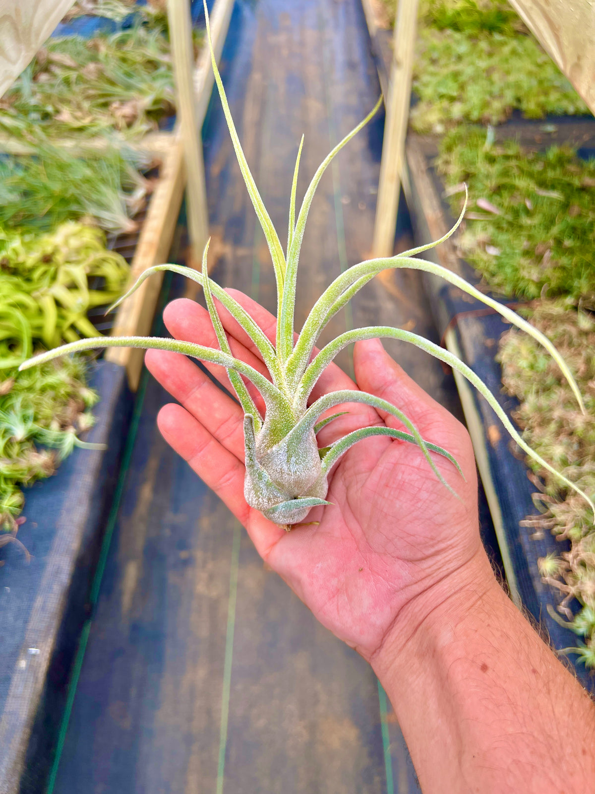 Pruinosa Columbia (RARE)