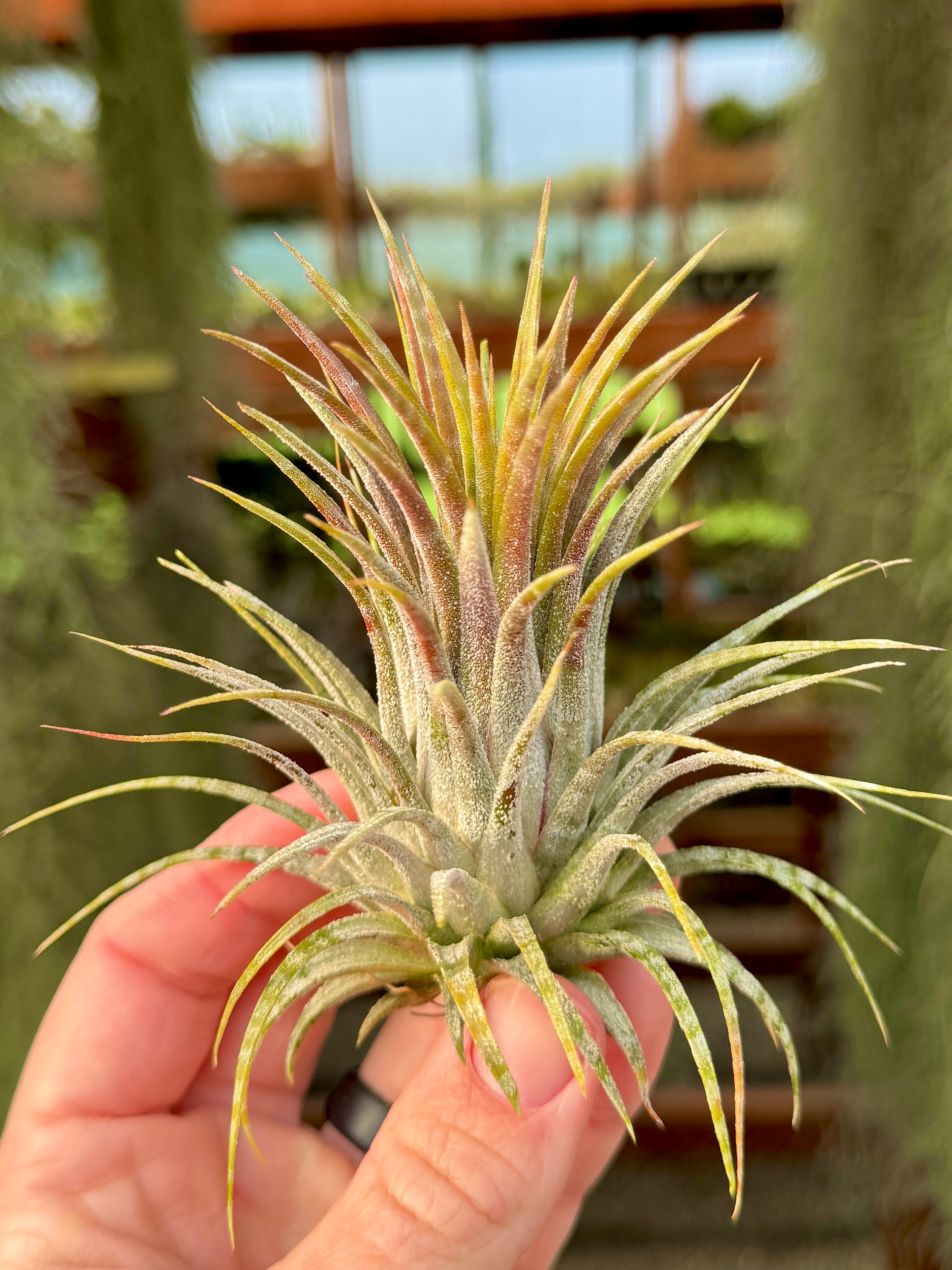 Ionantha Zebrina (Light Banding) – Air Plant Hub