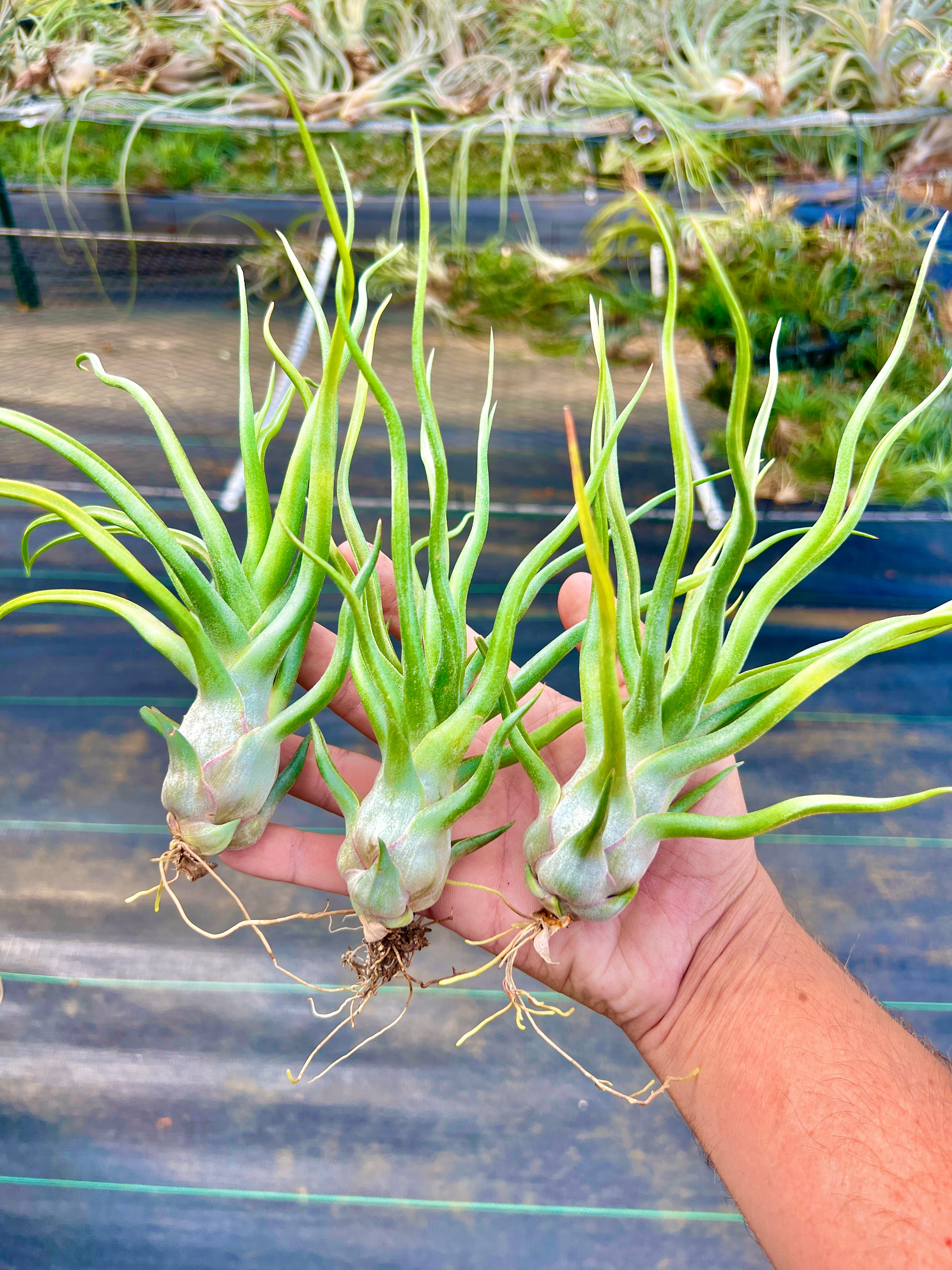 Collector's Specials (Updated 11/23/18) – Air Plant Hub
