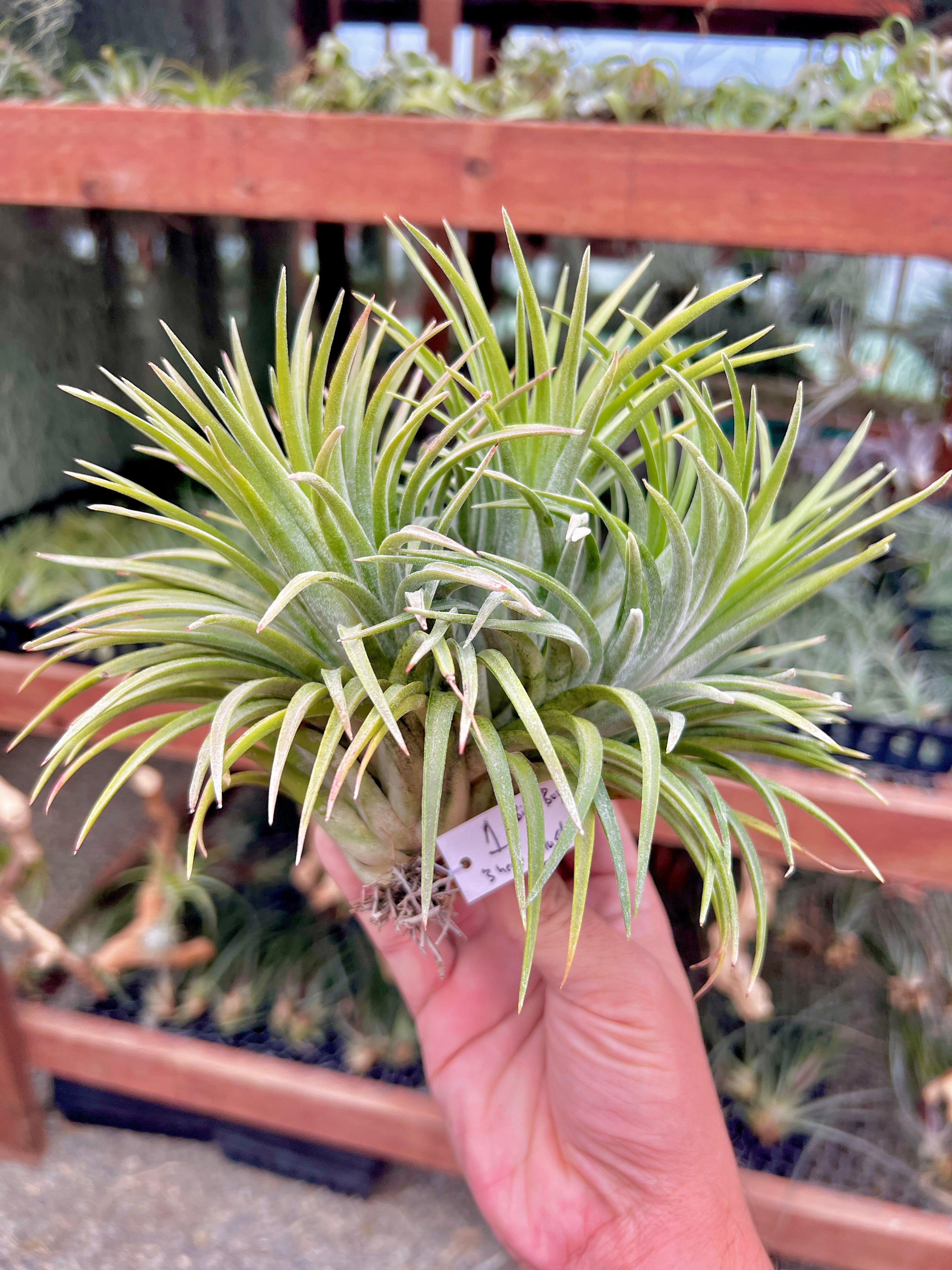 イオナンサ・ジャイアント (IDなし)